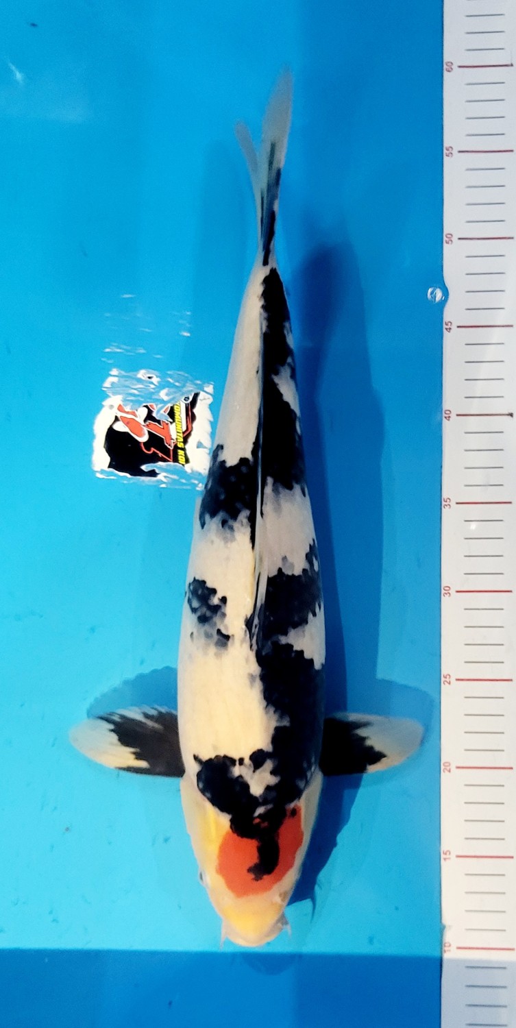Juara 2