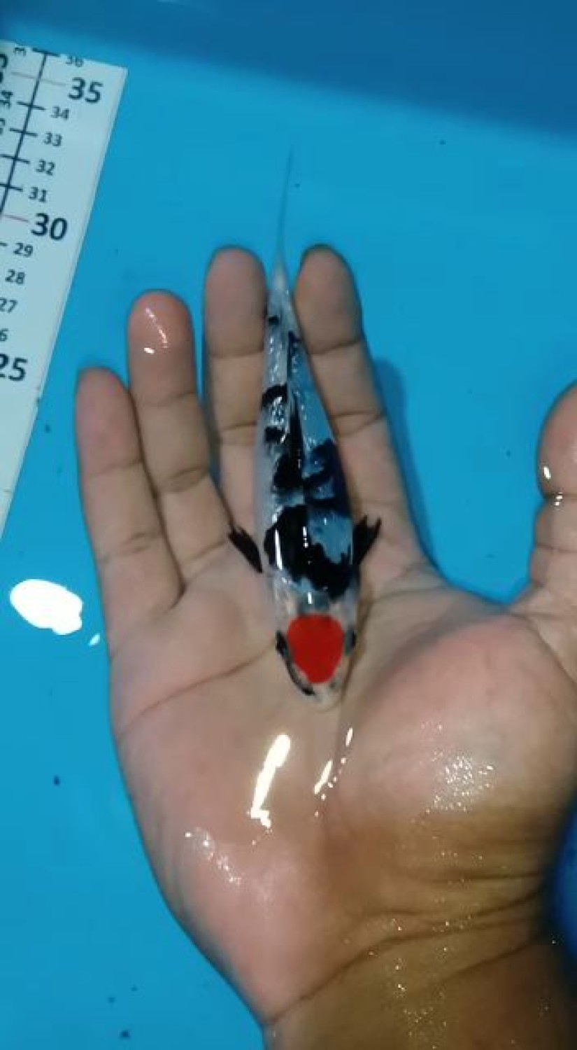 Juara 4