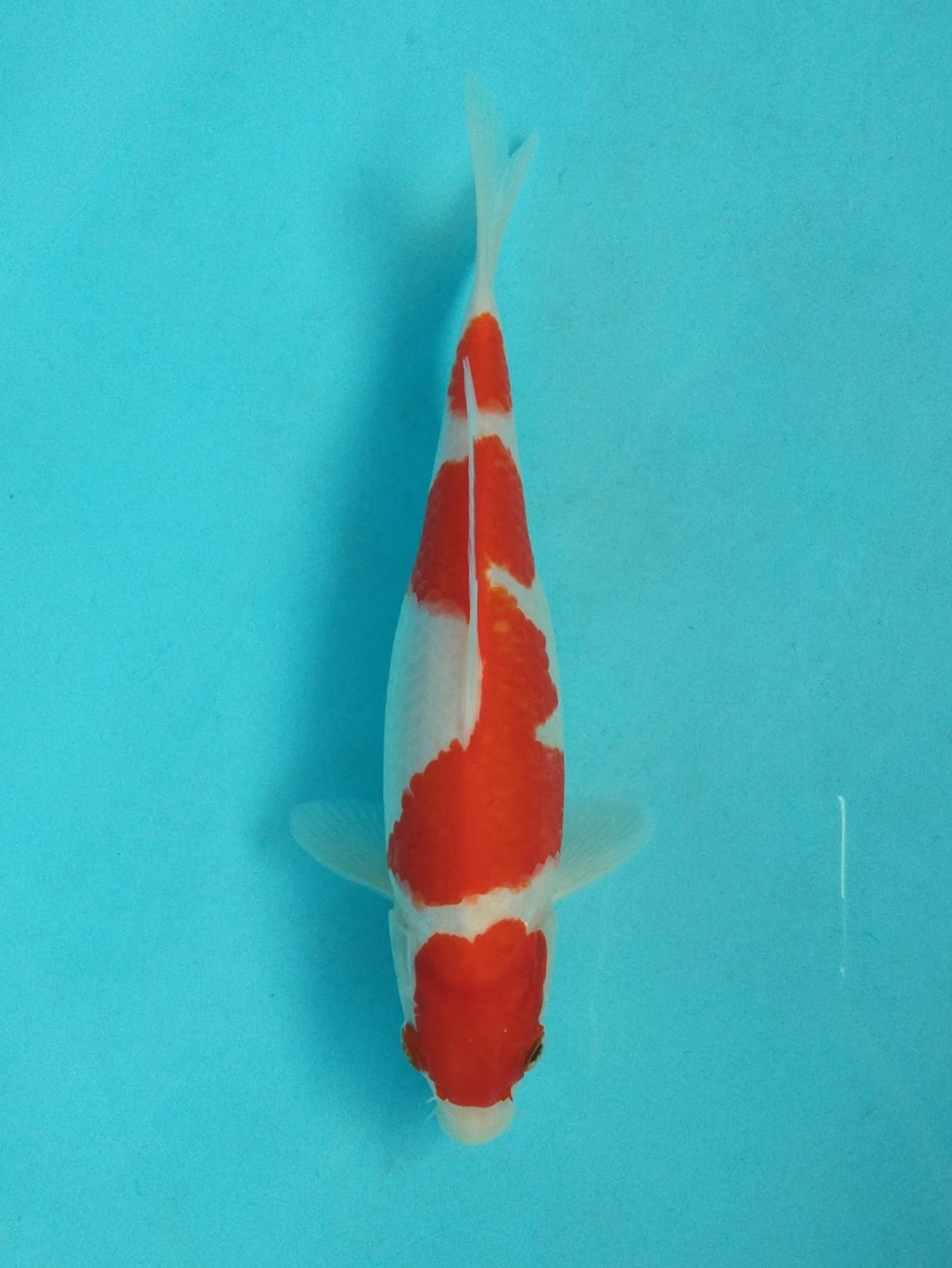 Juara 2