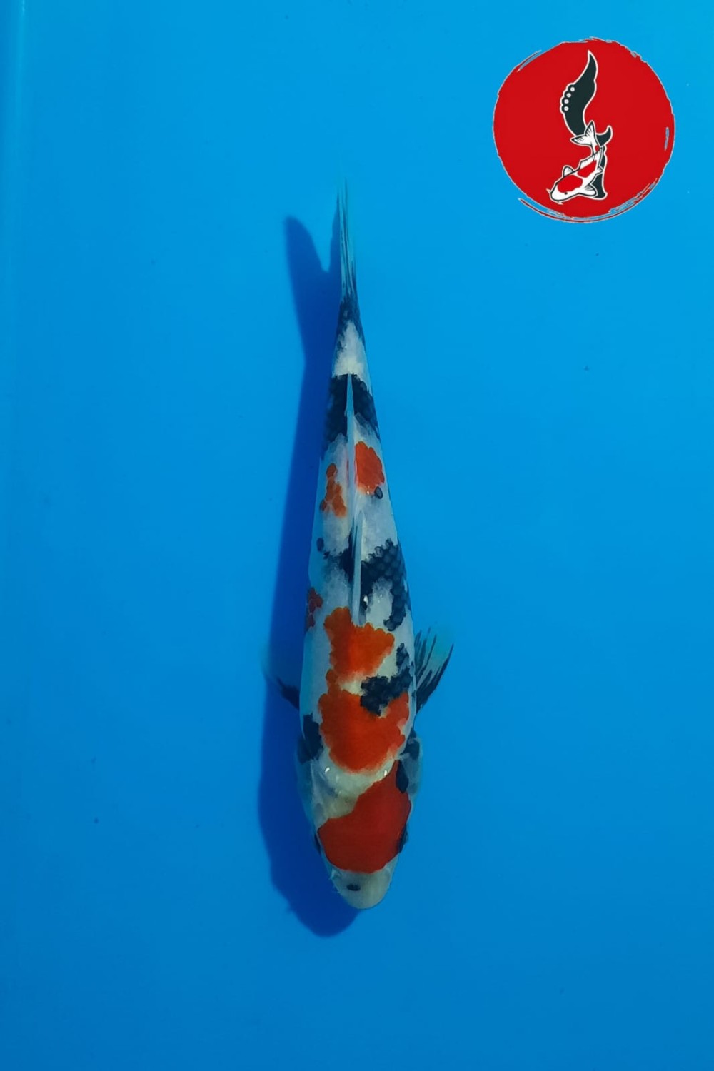 Juara 4
