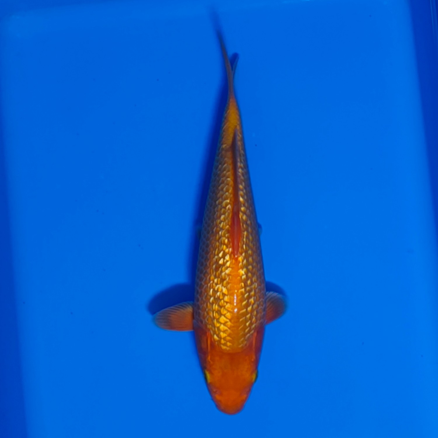 Juara 1