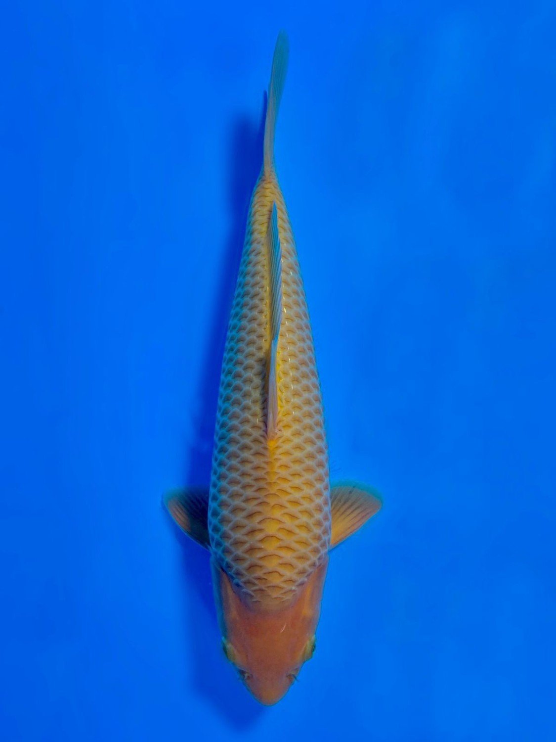 Best In Size E 41 - 45 cm