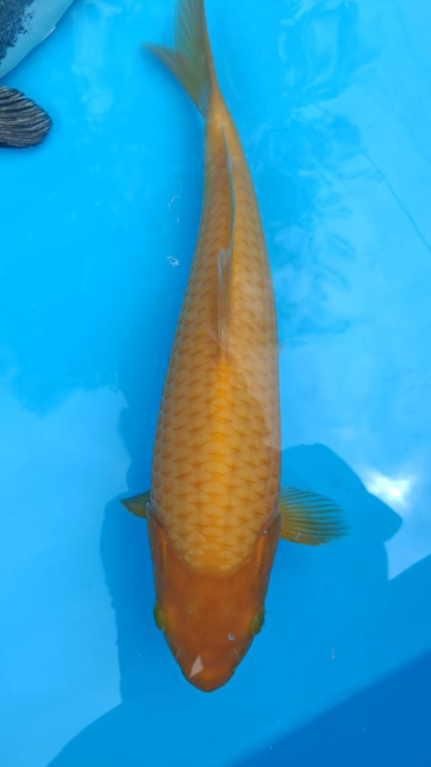 Juara 5