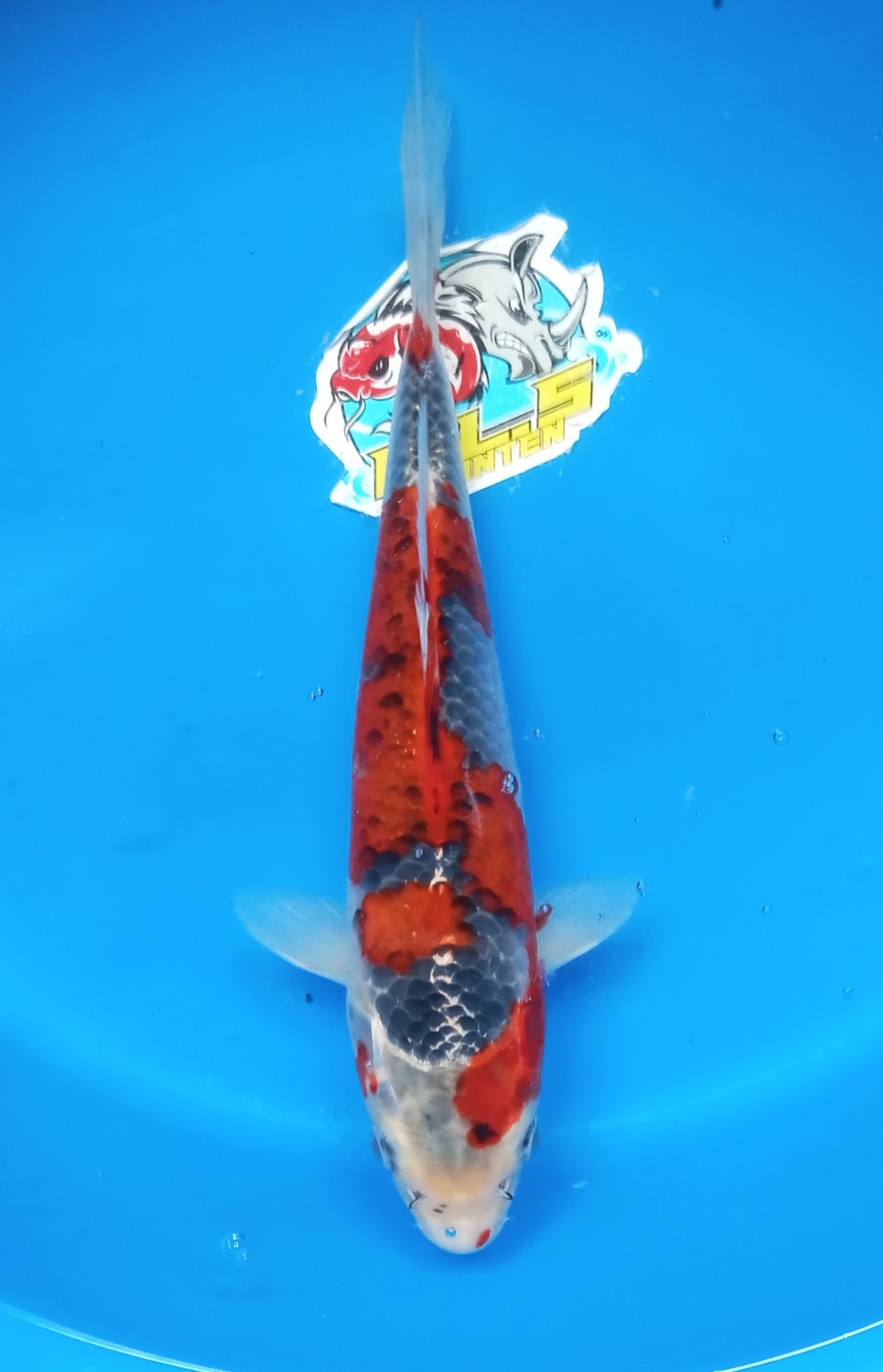 Juara 2