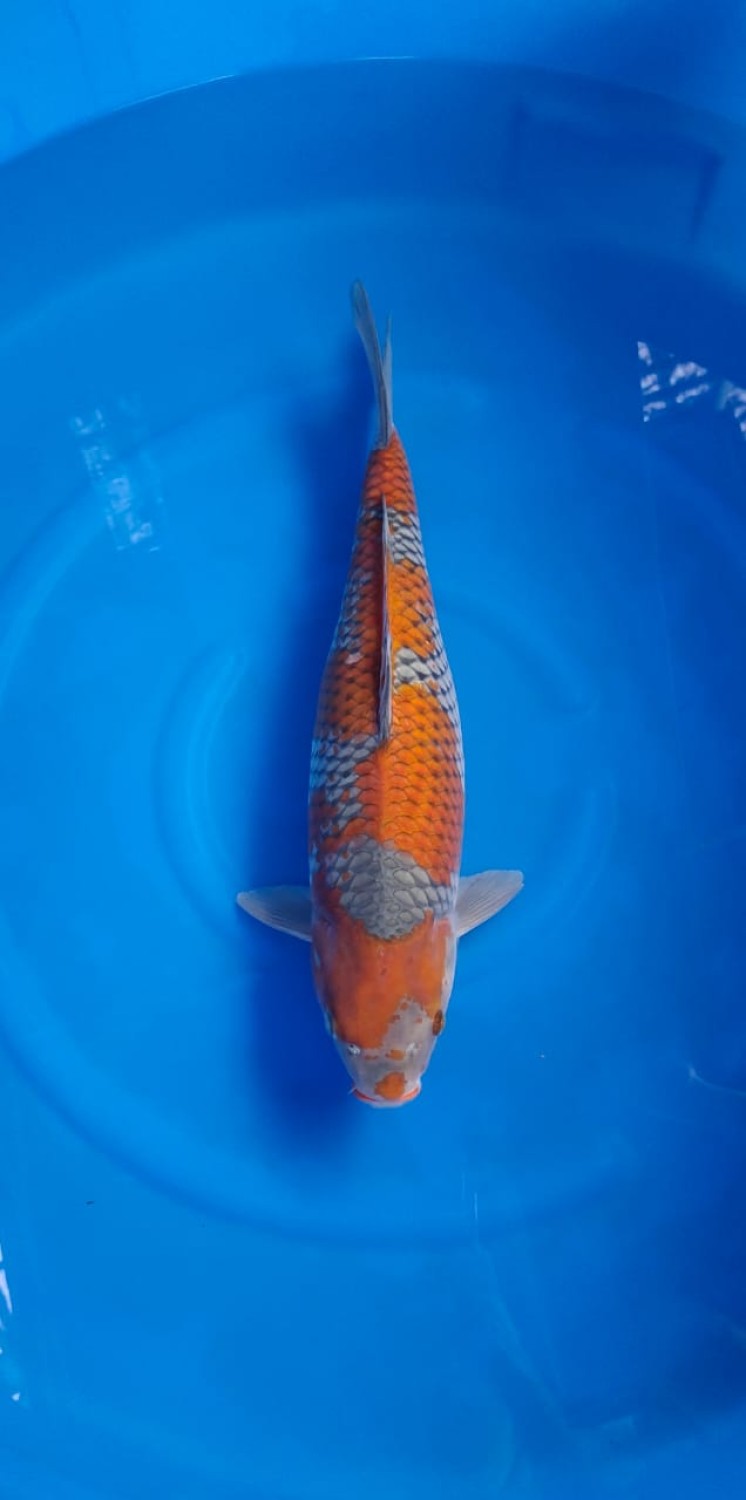 Juara 1