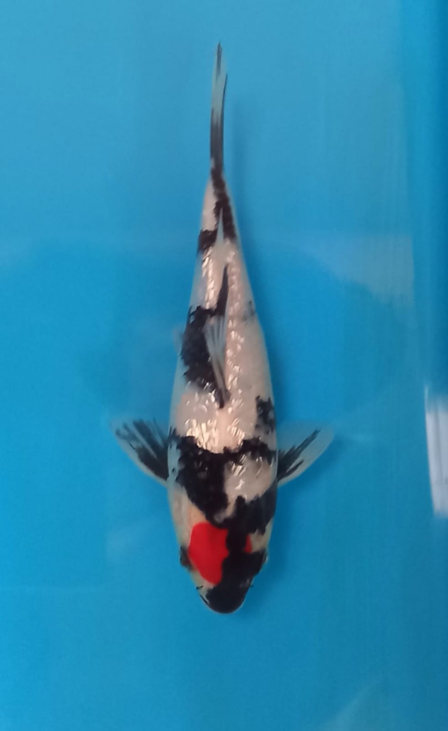 Juara 1