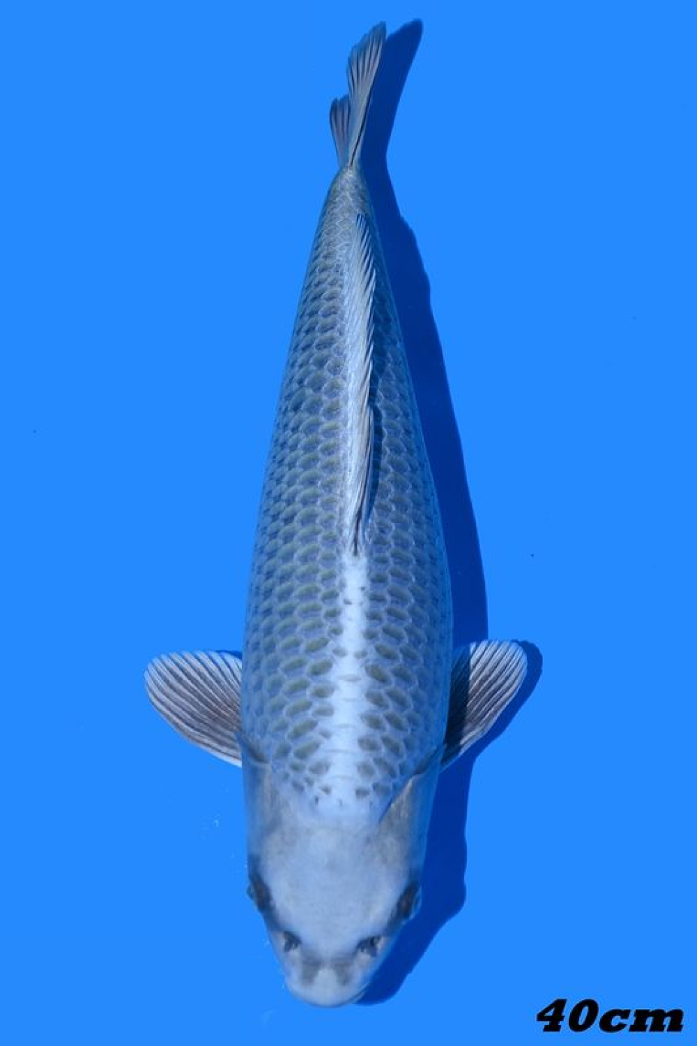 Juara 2