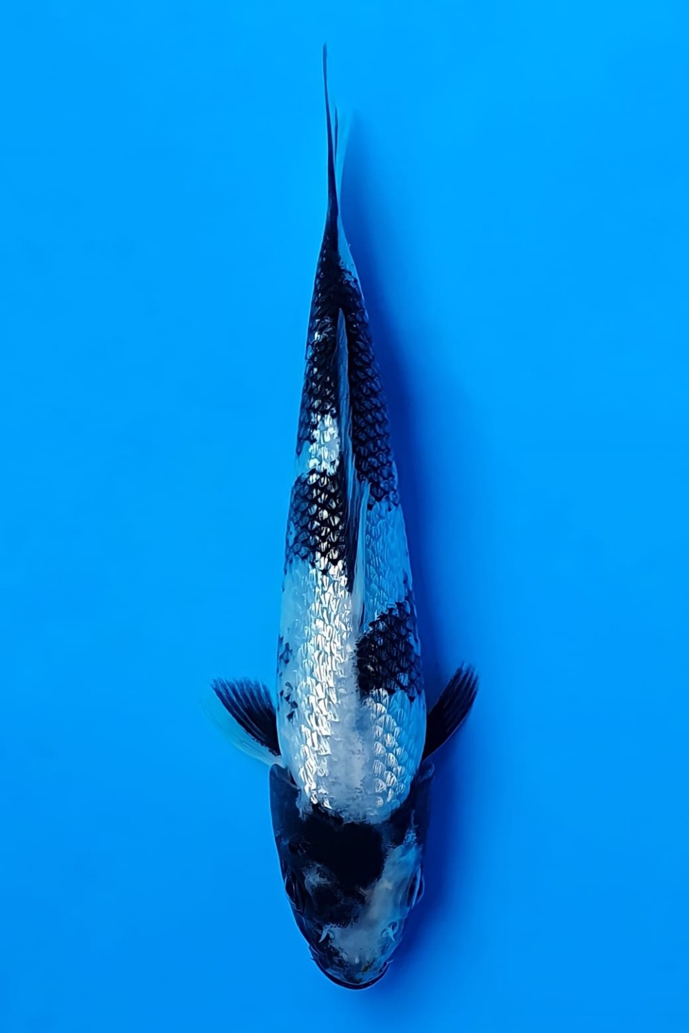 Juara 5