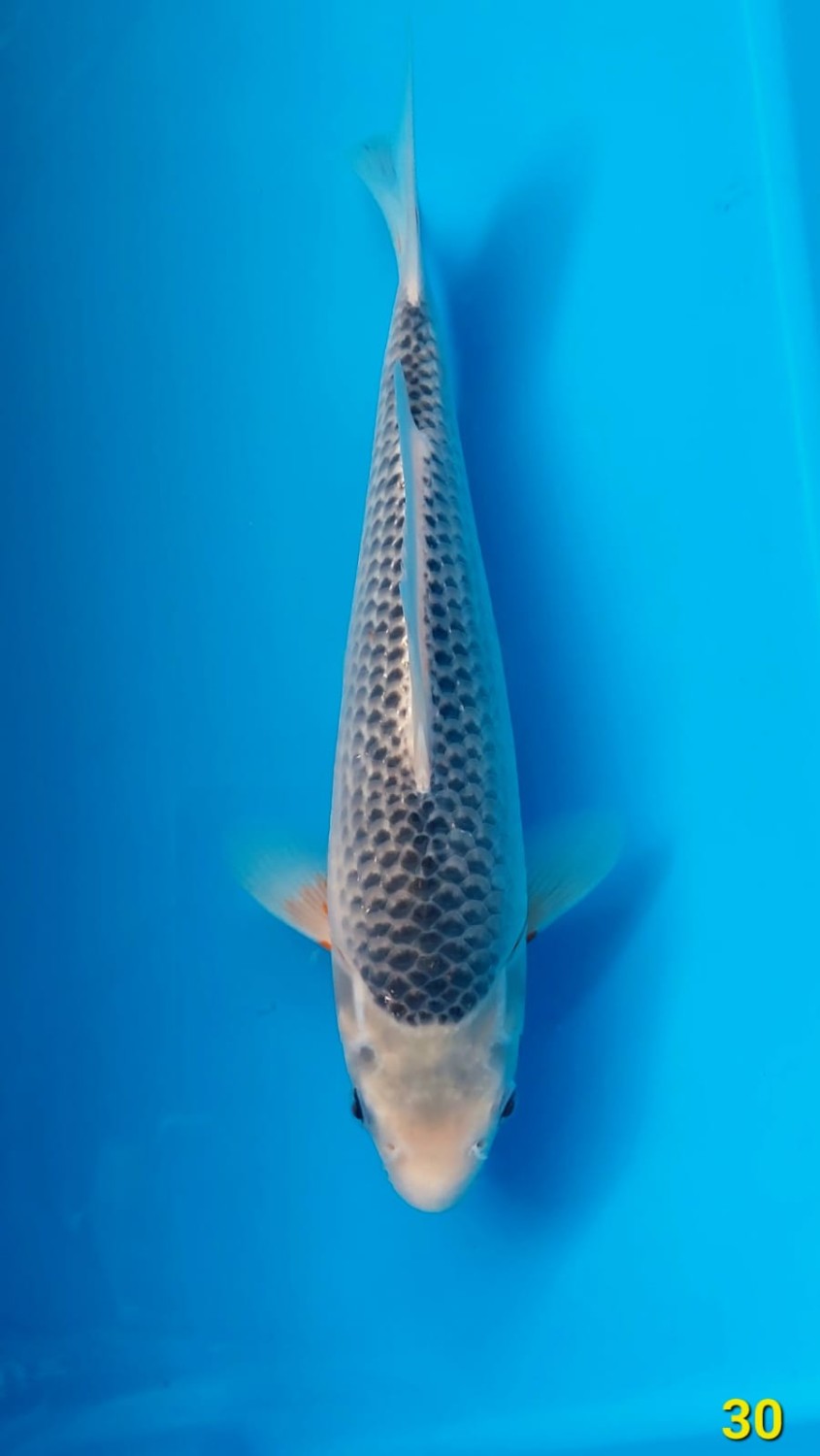 Juara 1
