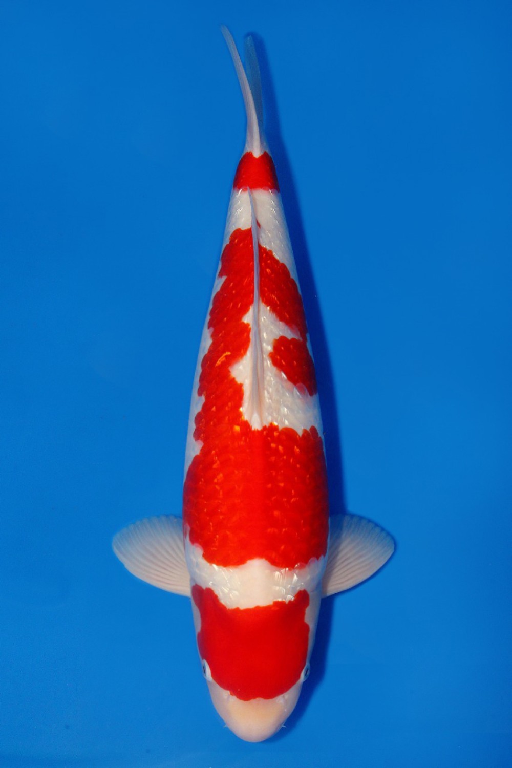 Best In Size B 56 - 60 cm