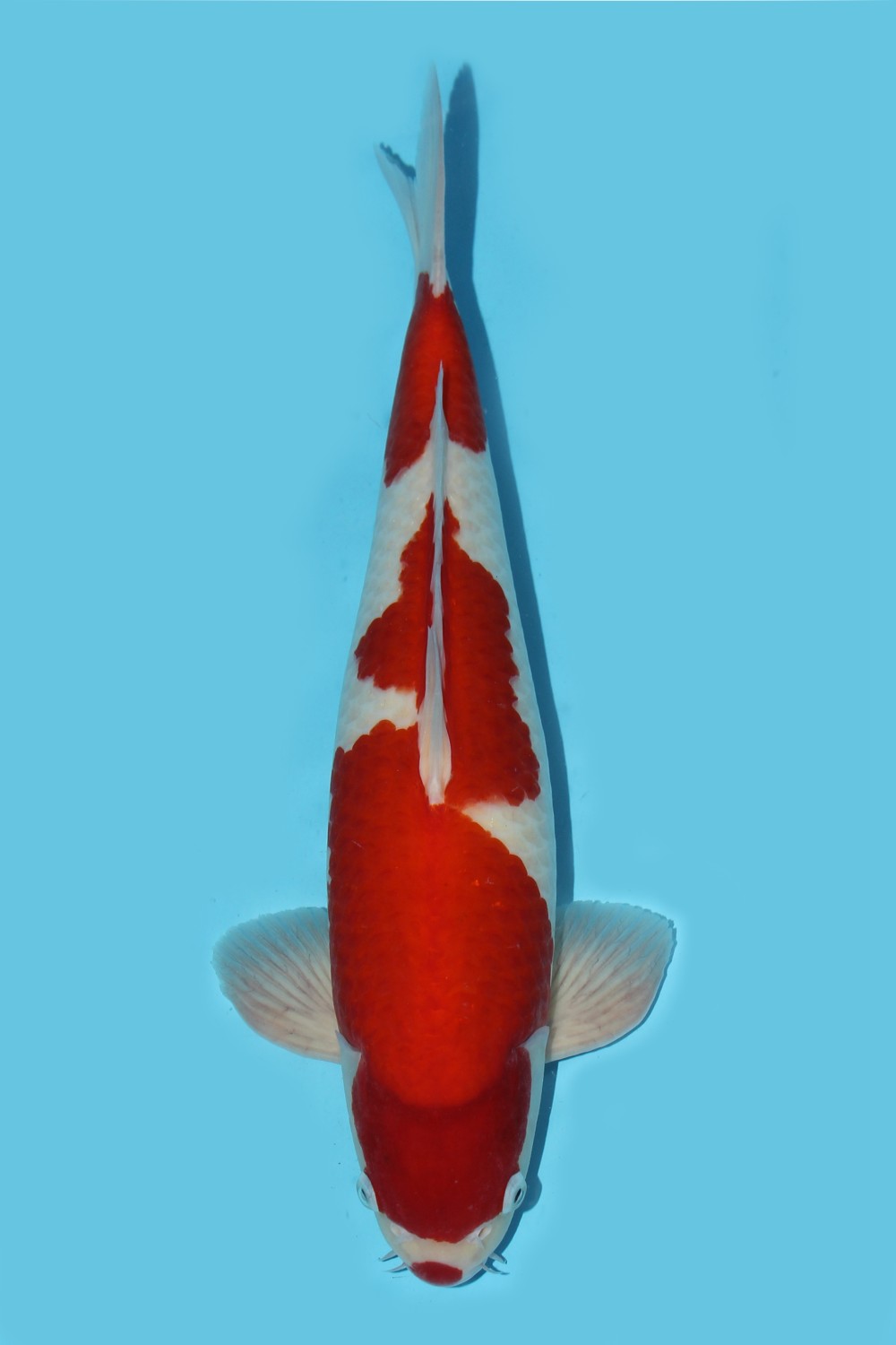 Juara 1