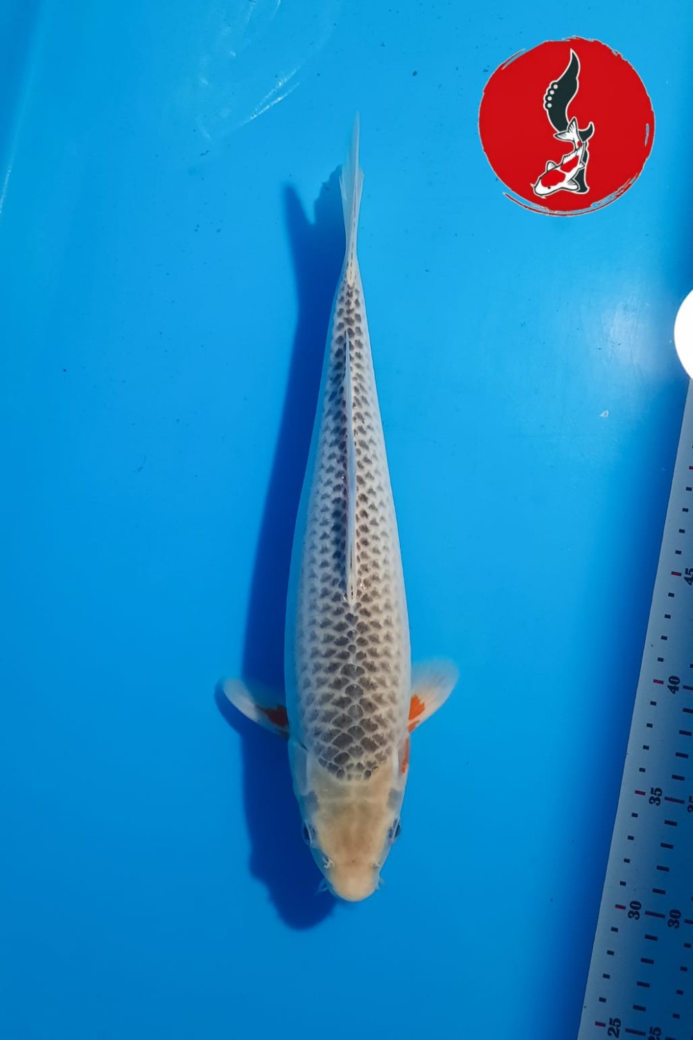 Juara 1
