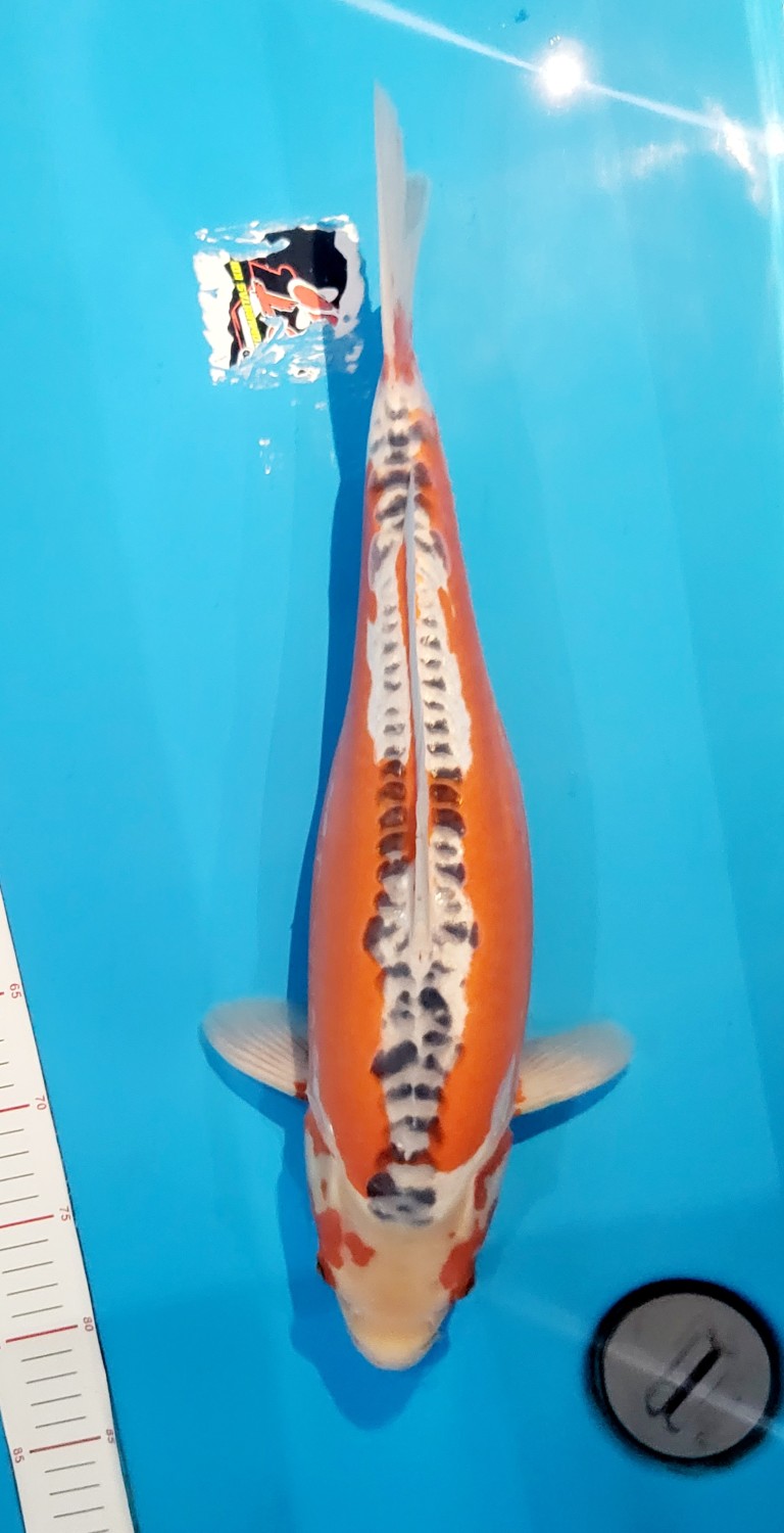 Juara 2