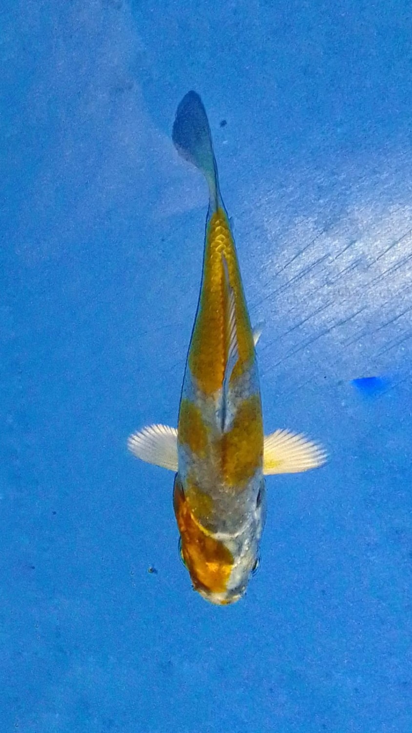 Juara 4
