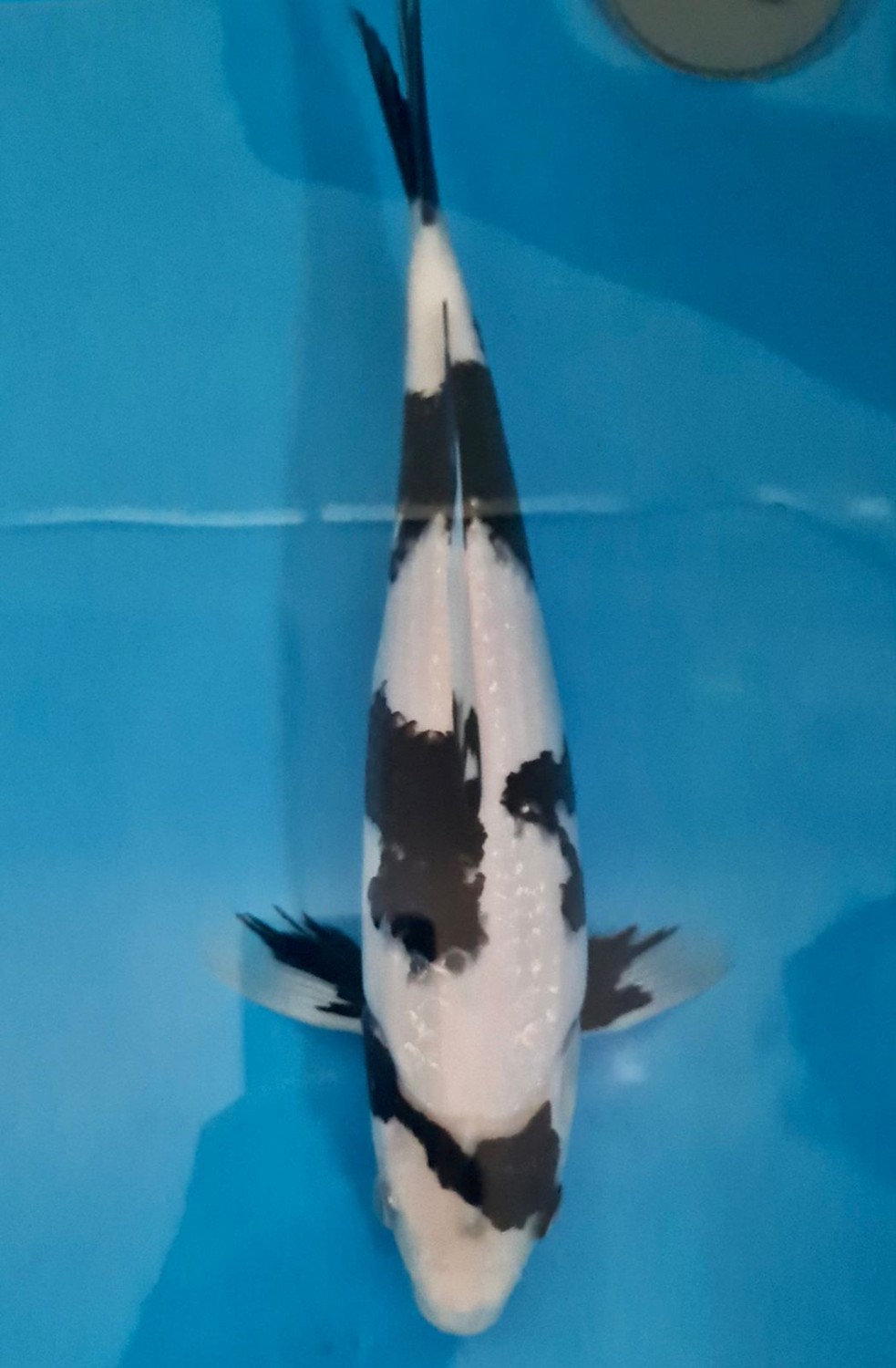 Juara 1