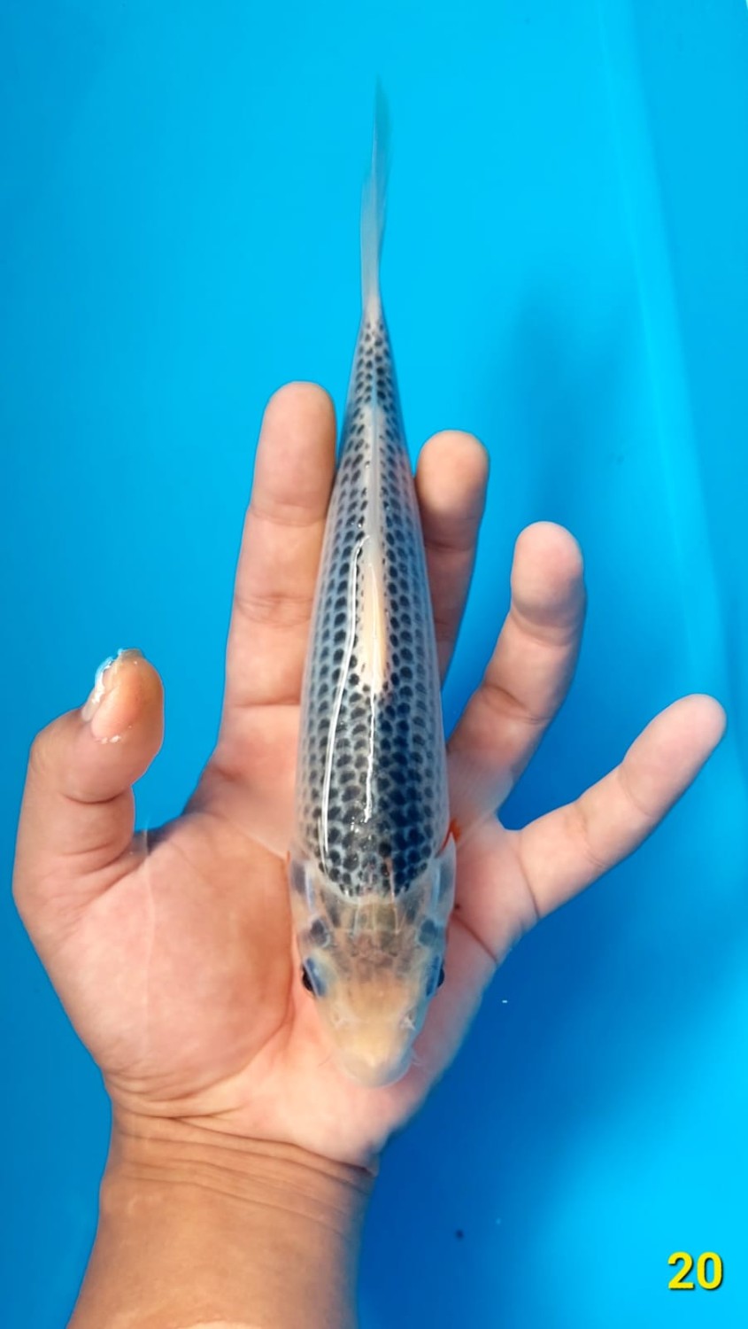 Juara 1