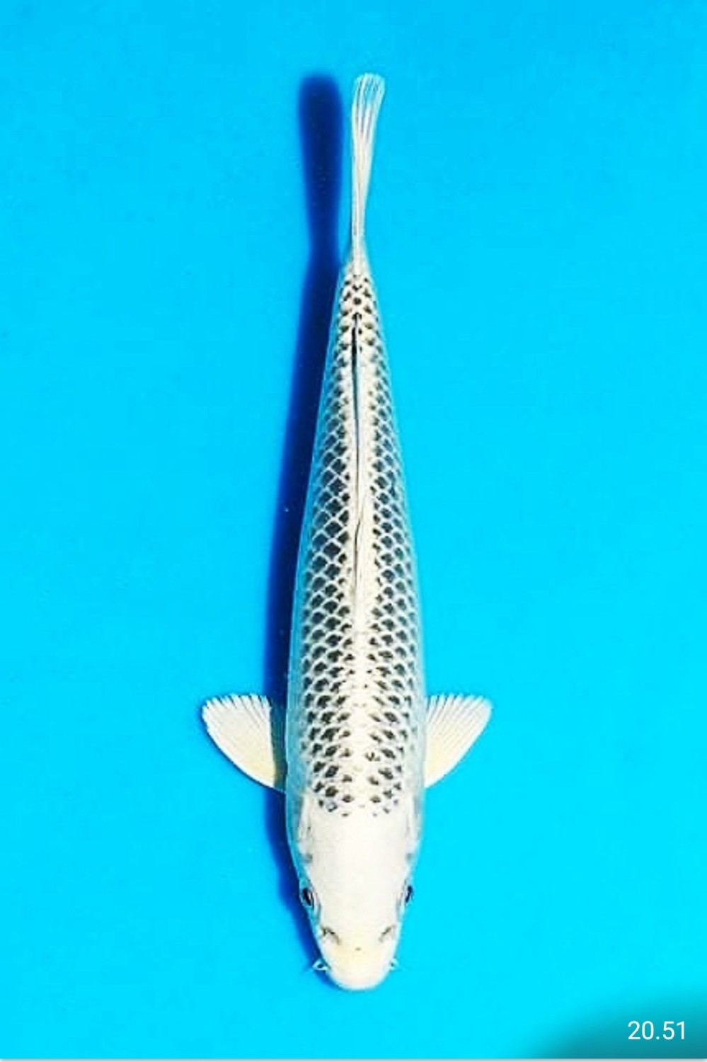 Juara 2