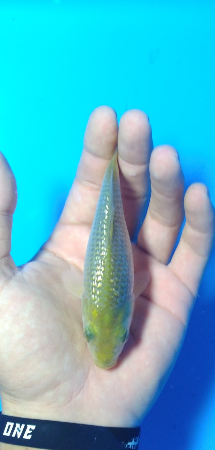 Juara 3