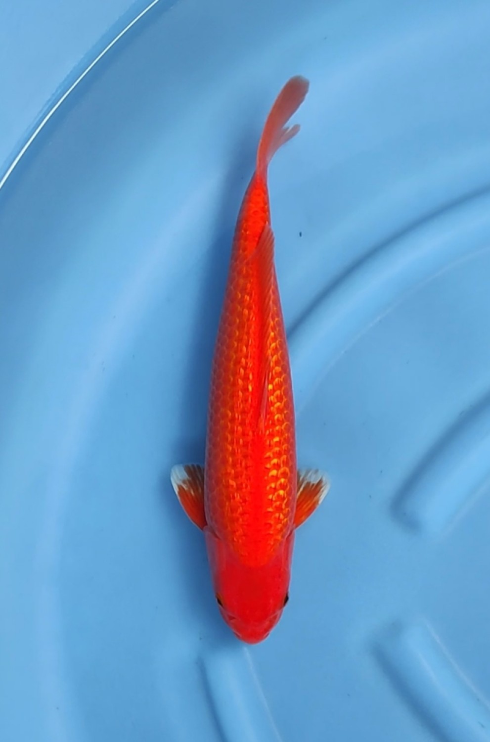 Best In Size E 36 - 40 cm