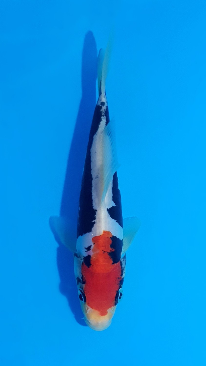 Juara 1