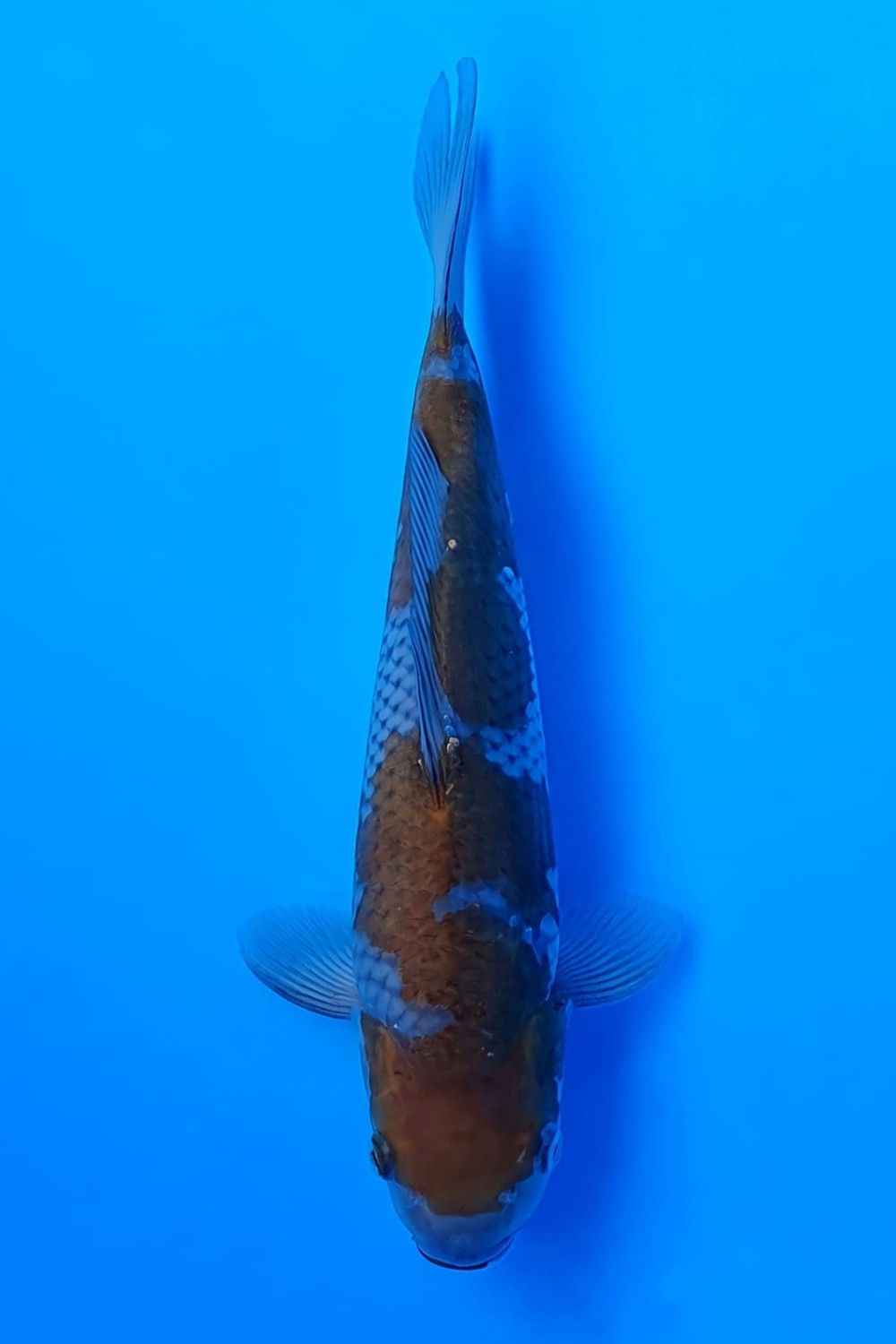 Juara 2