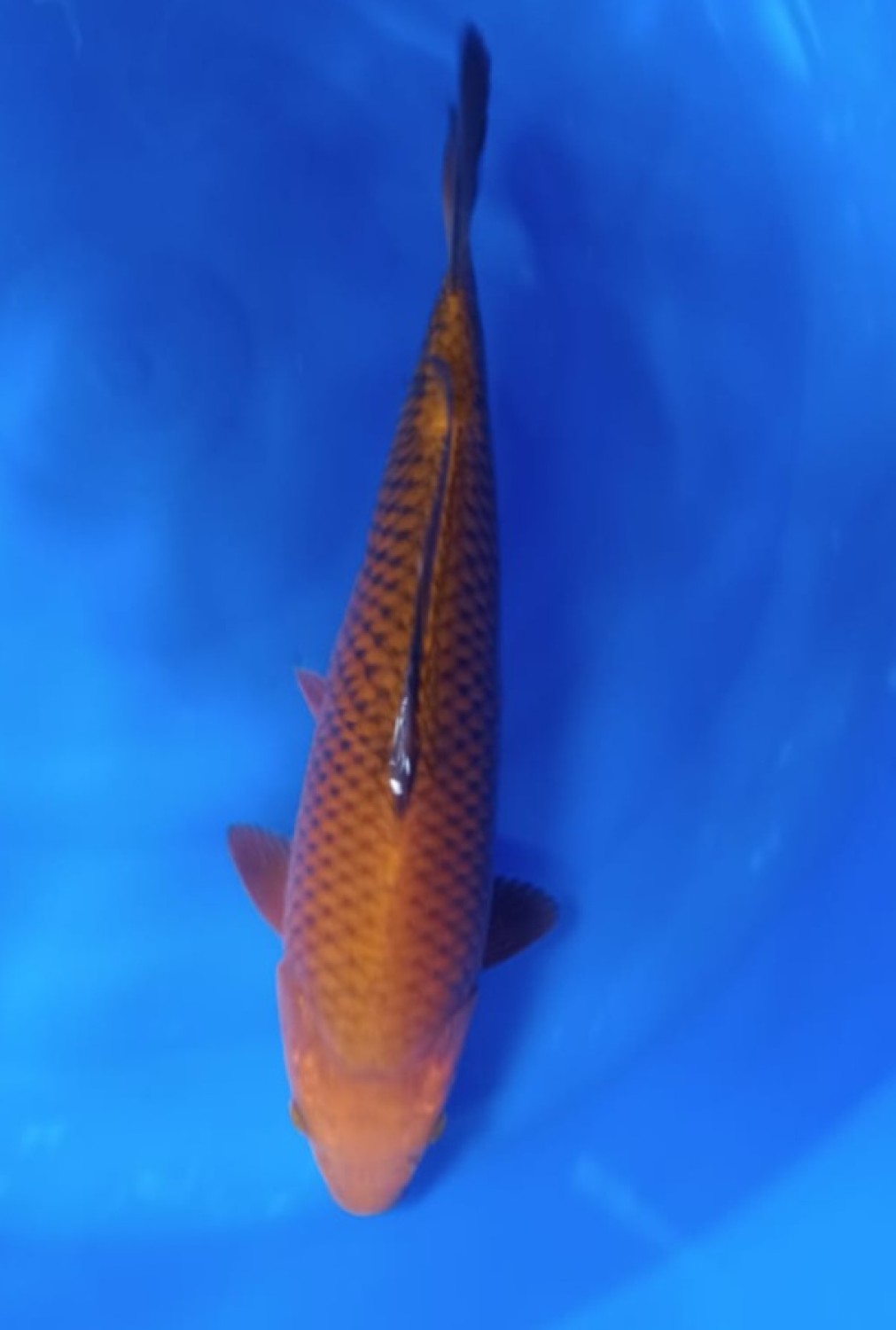 Juara 5