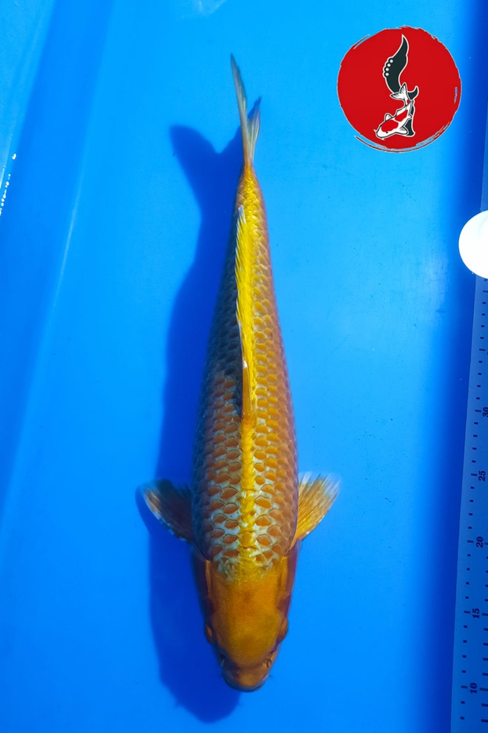 Juara 2