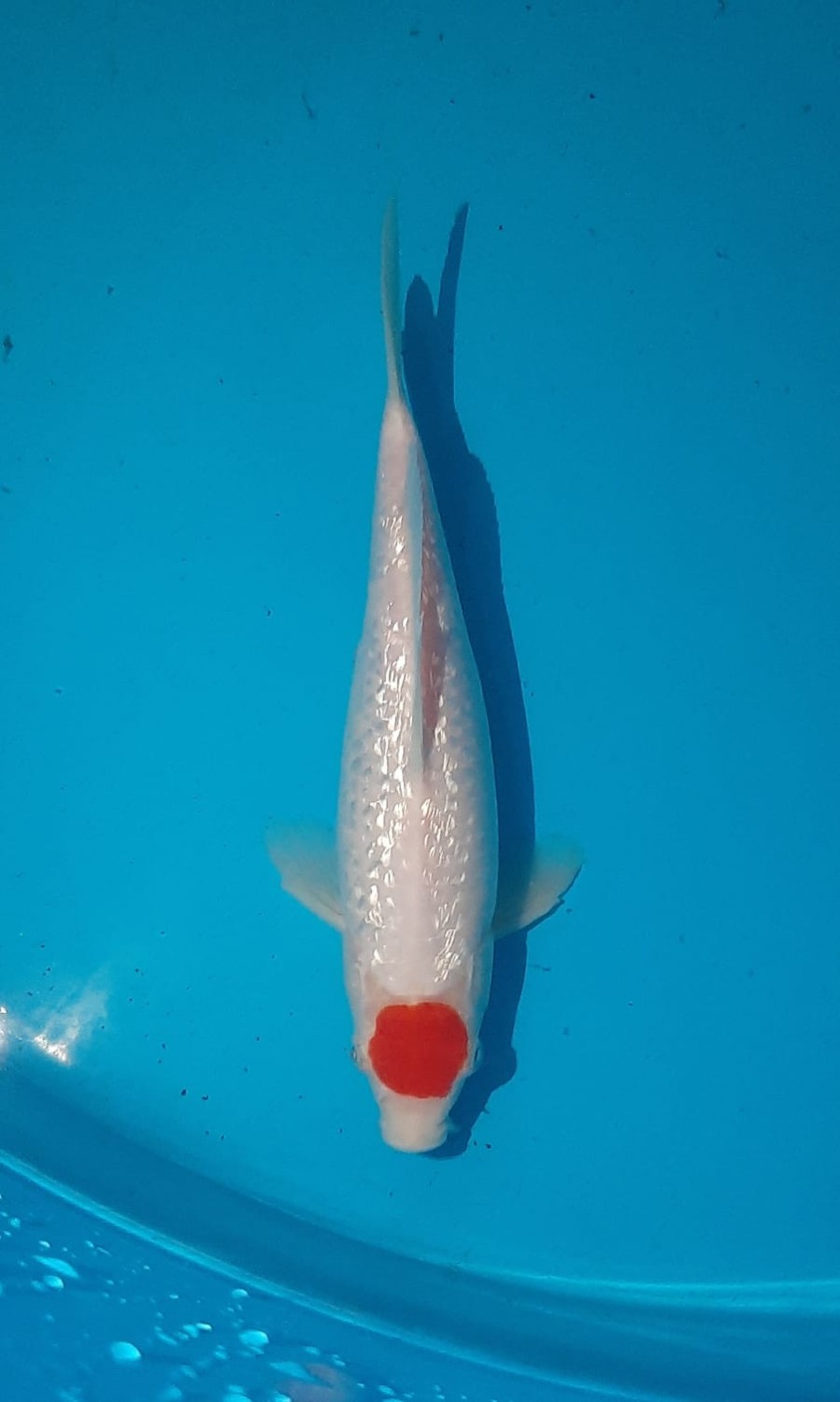 Juara 2