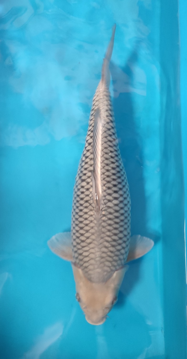 Juara 2