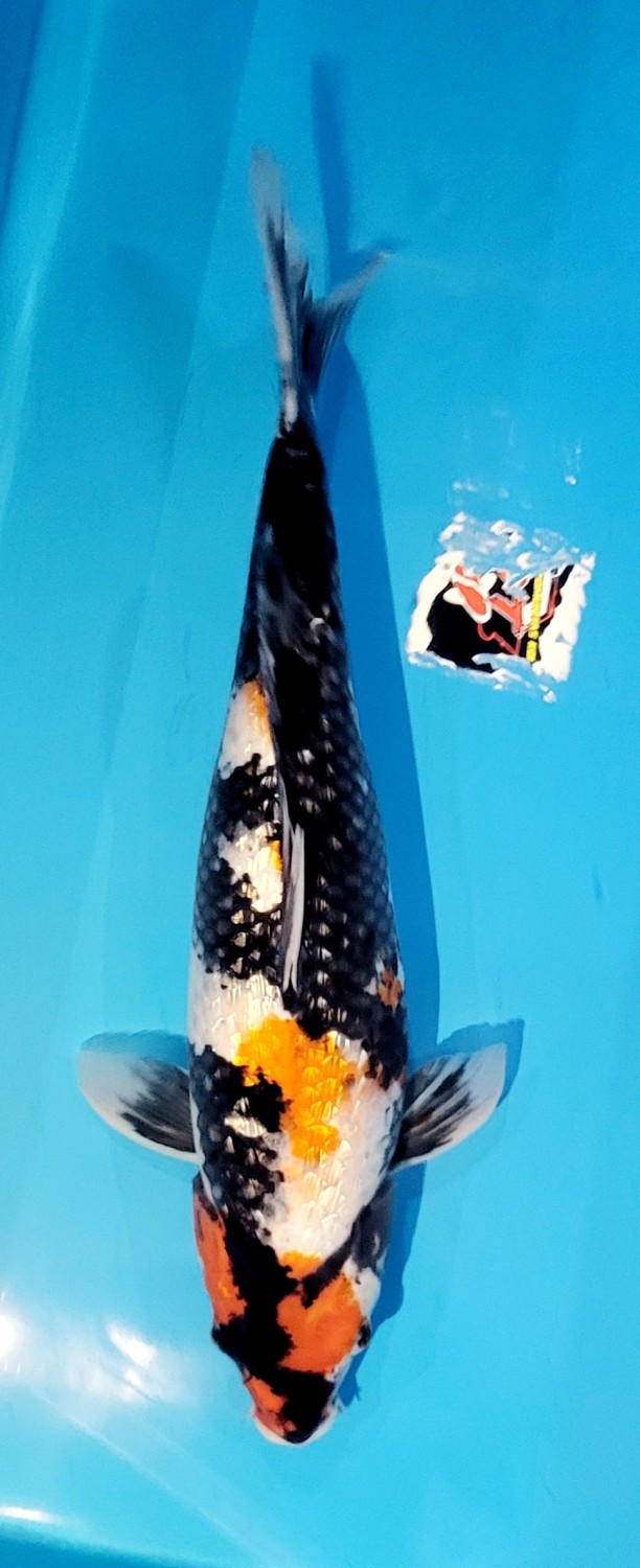 Juara 3