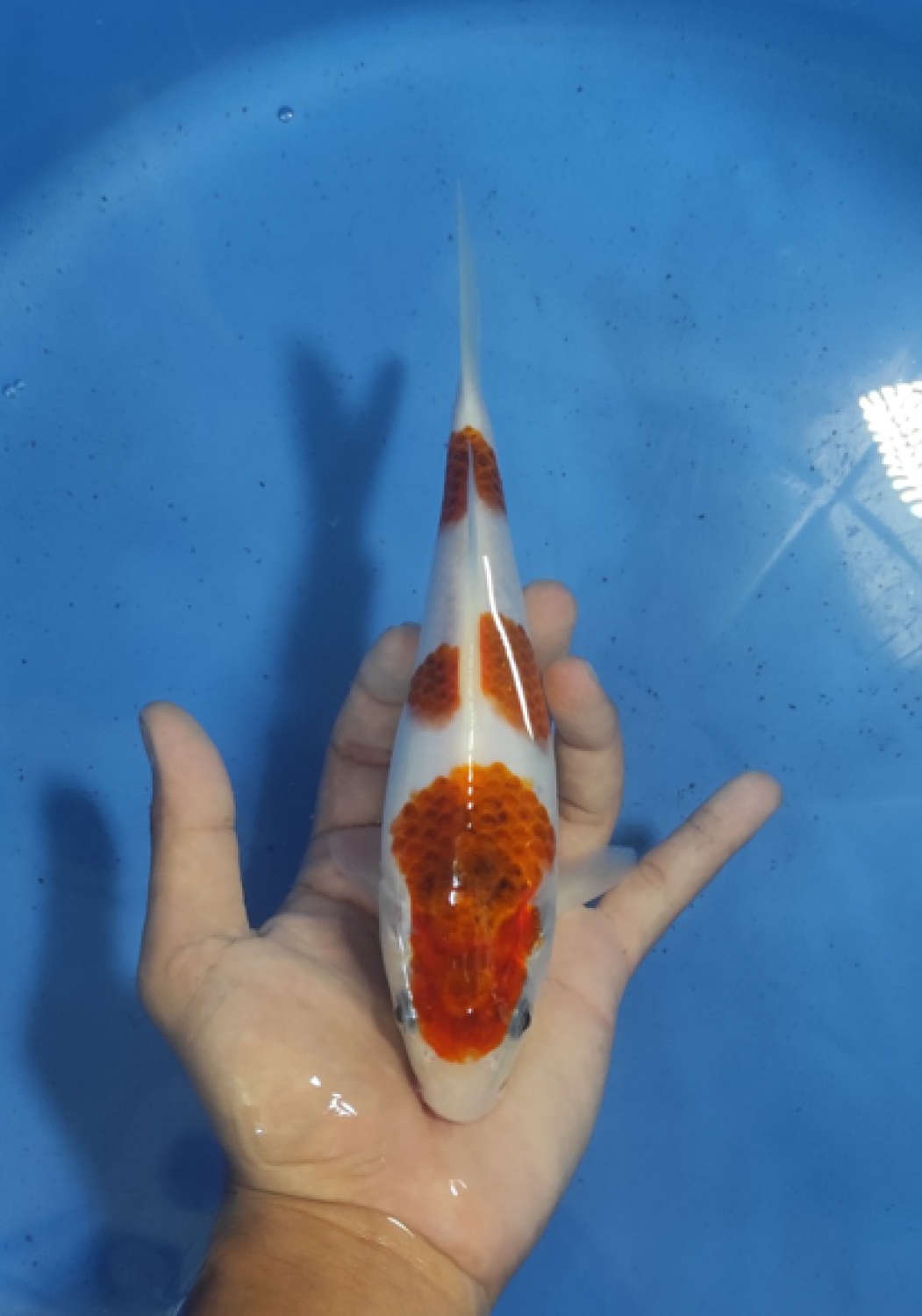 Juara 2