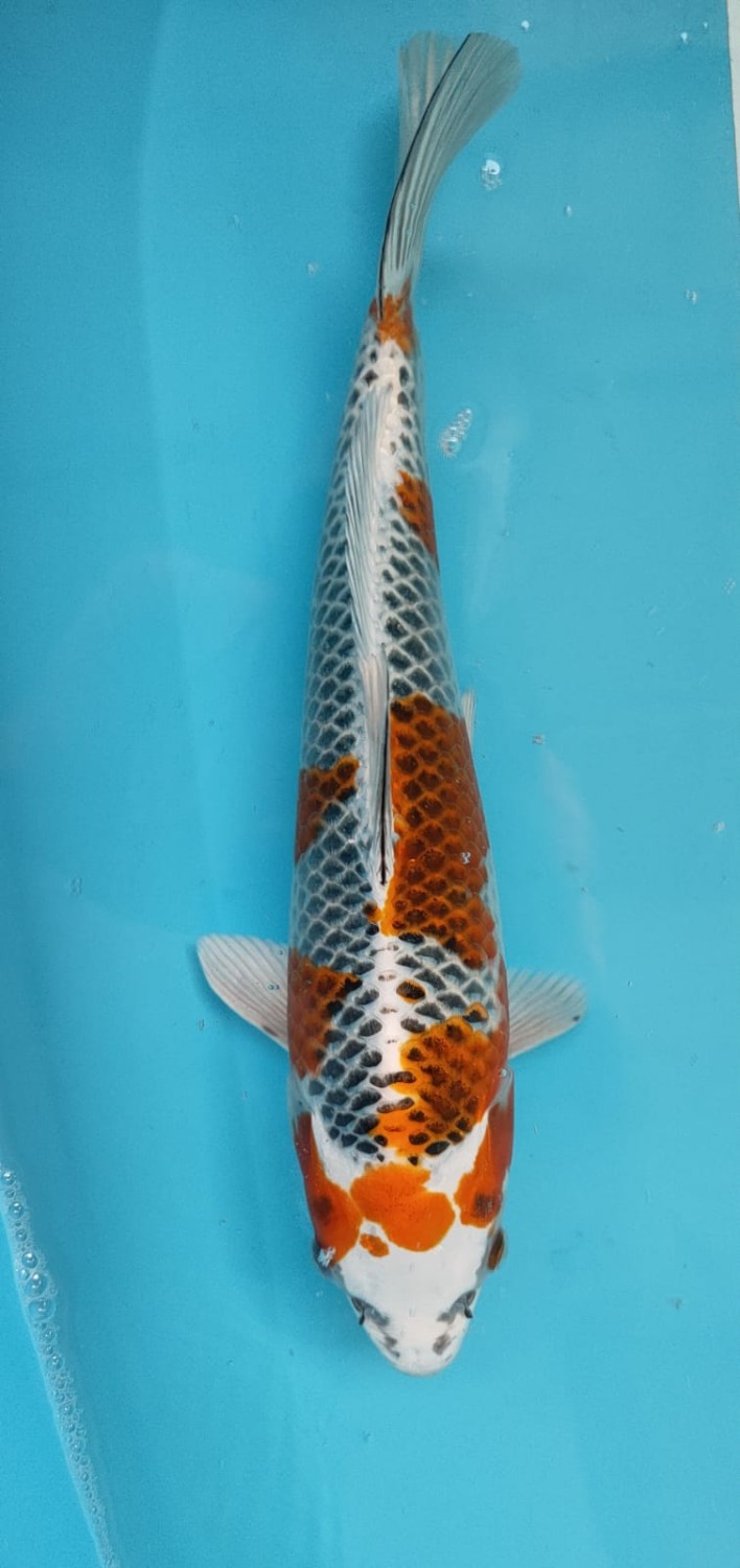 Juara 3
