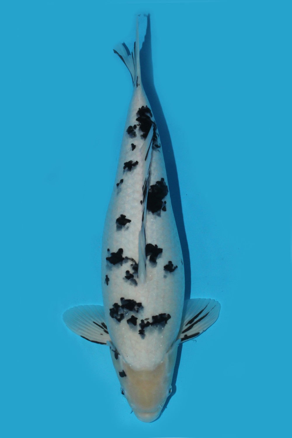 Juara 1