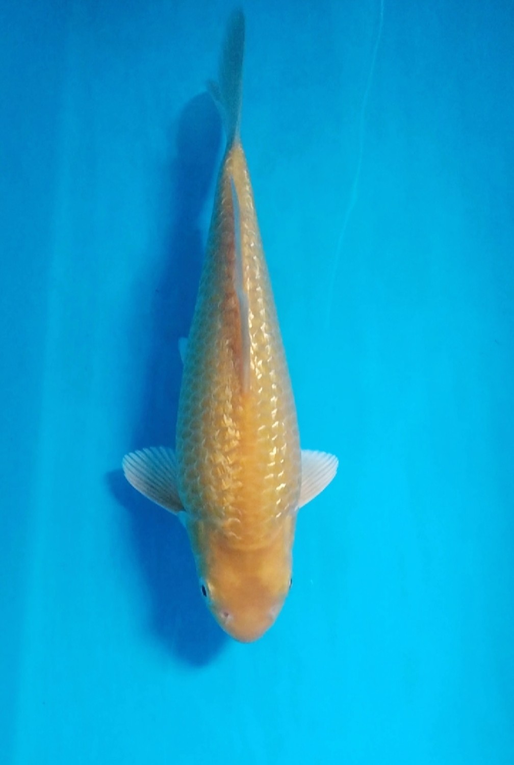 Juara 5