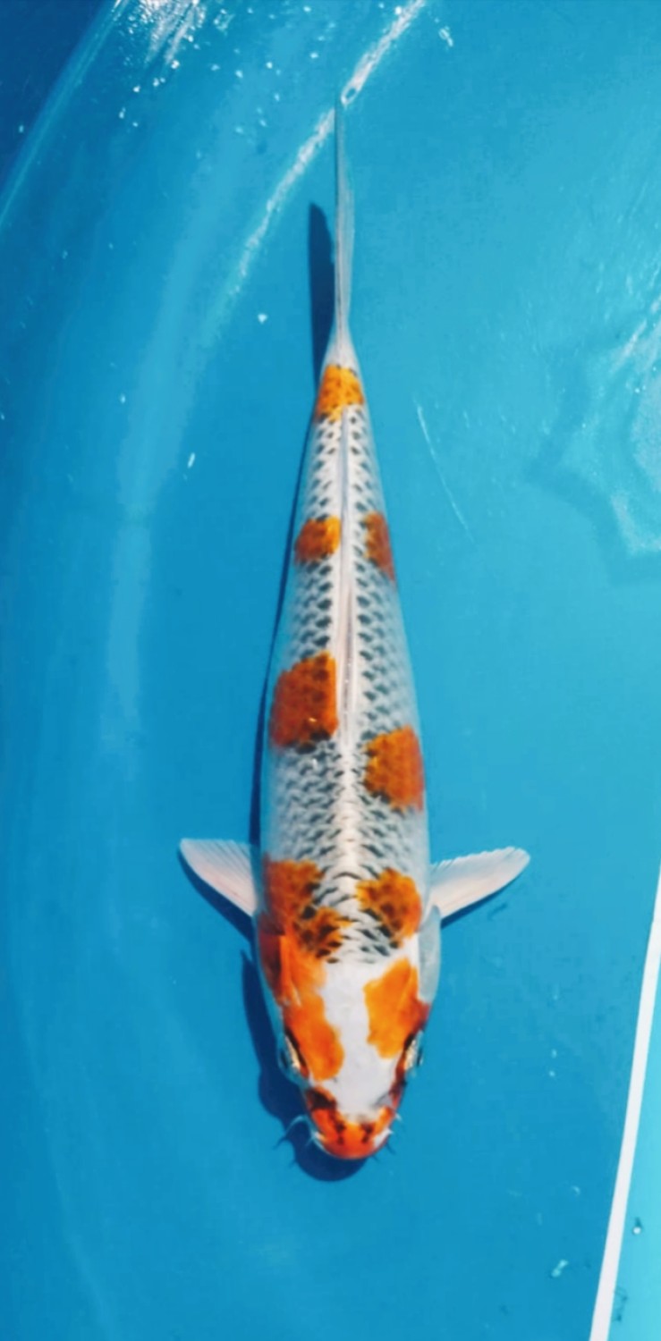Juara 3