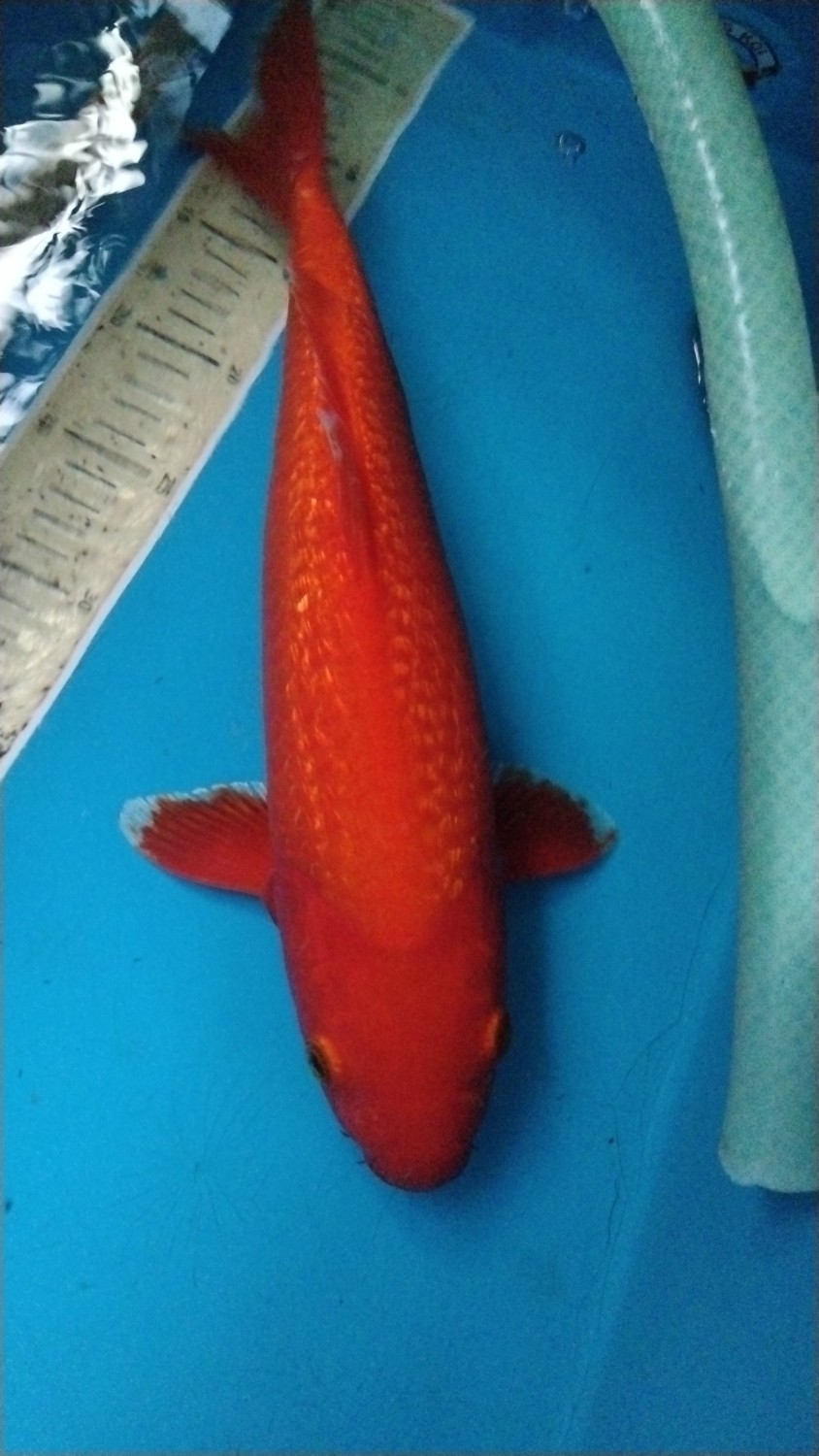 Juara 2