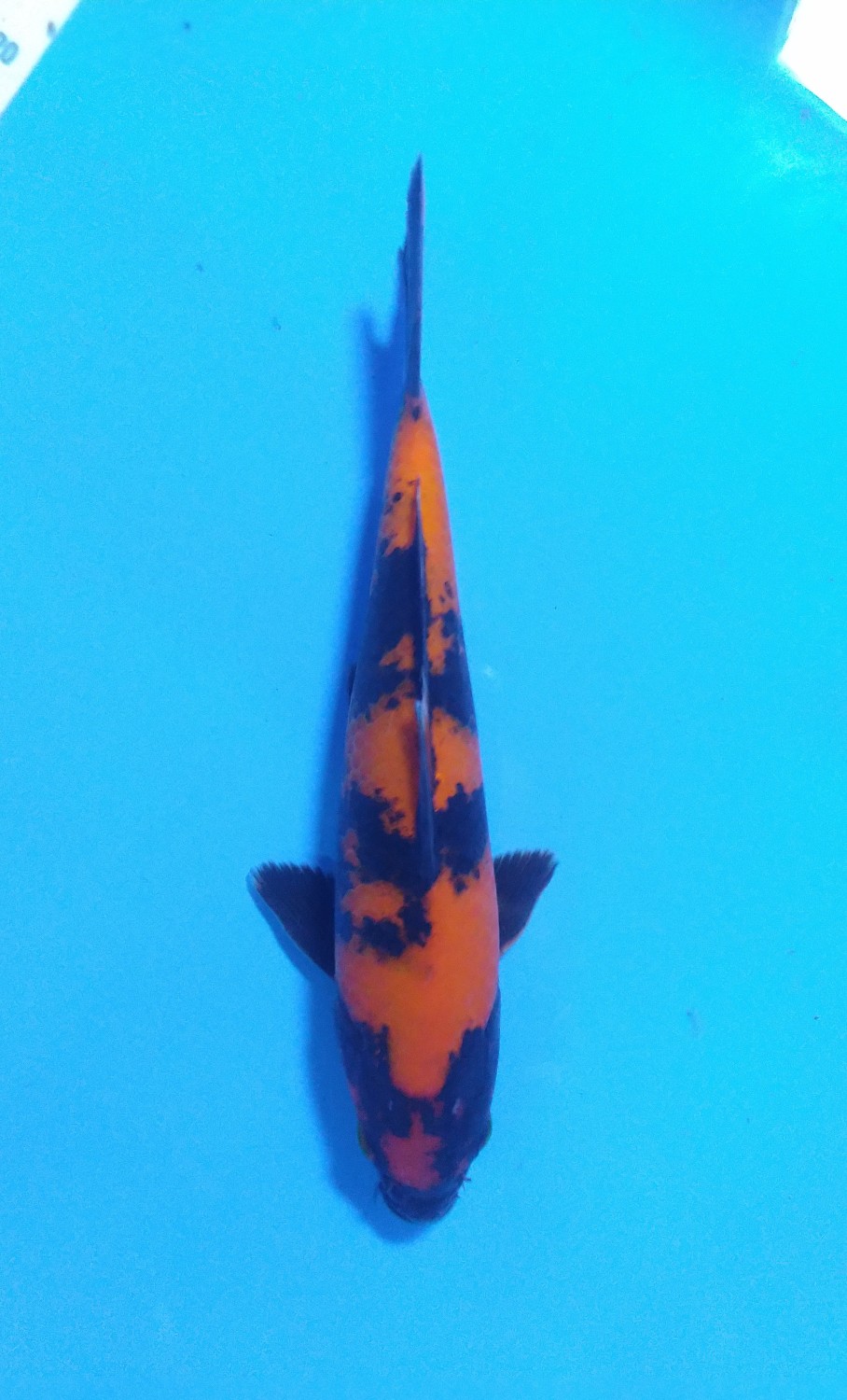 Juara 1
