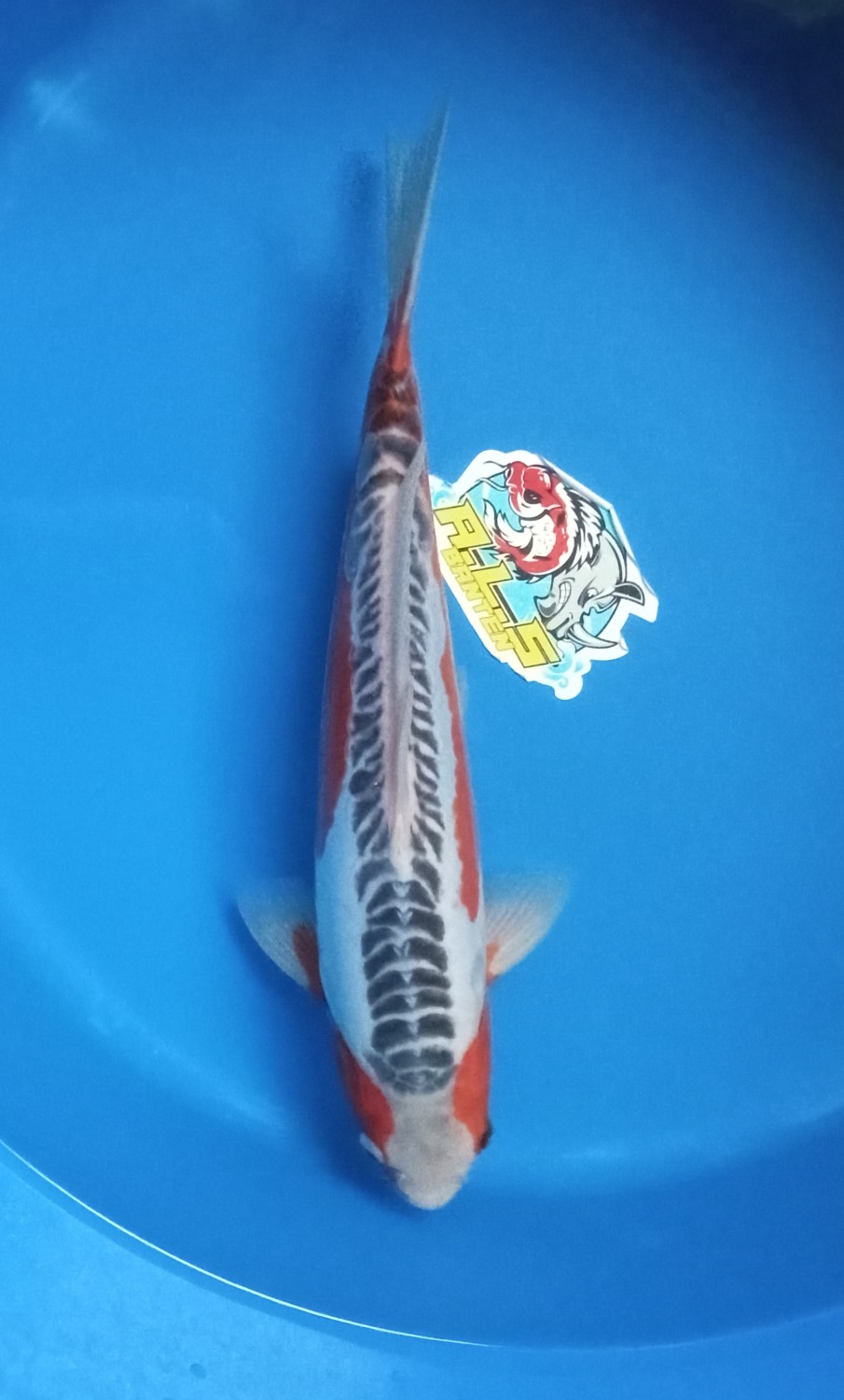 Juara 1