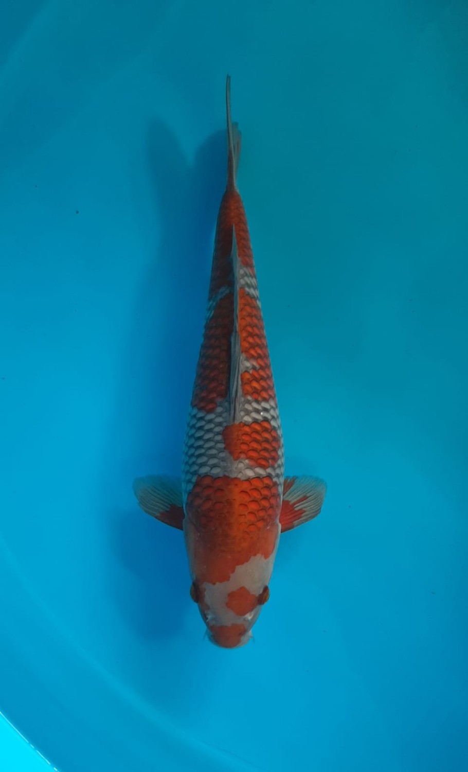 Juara 1