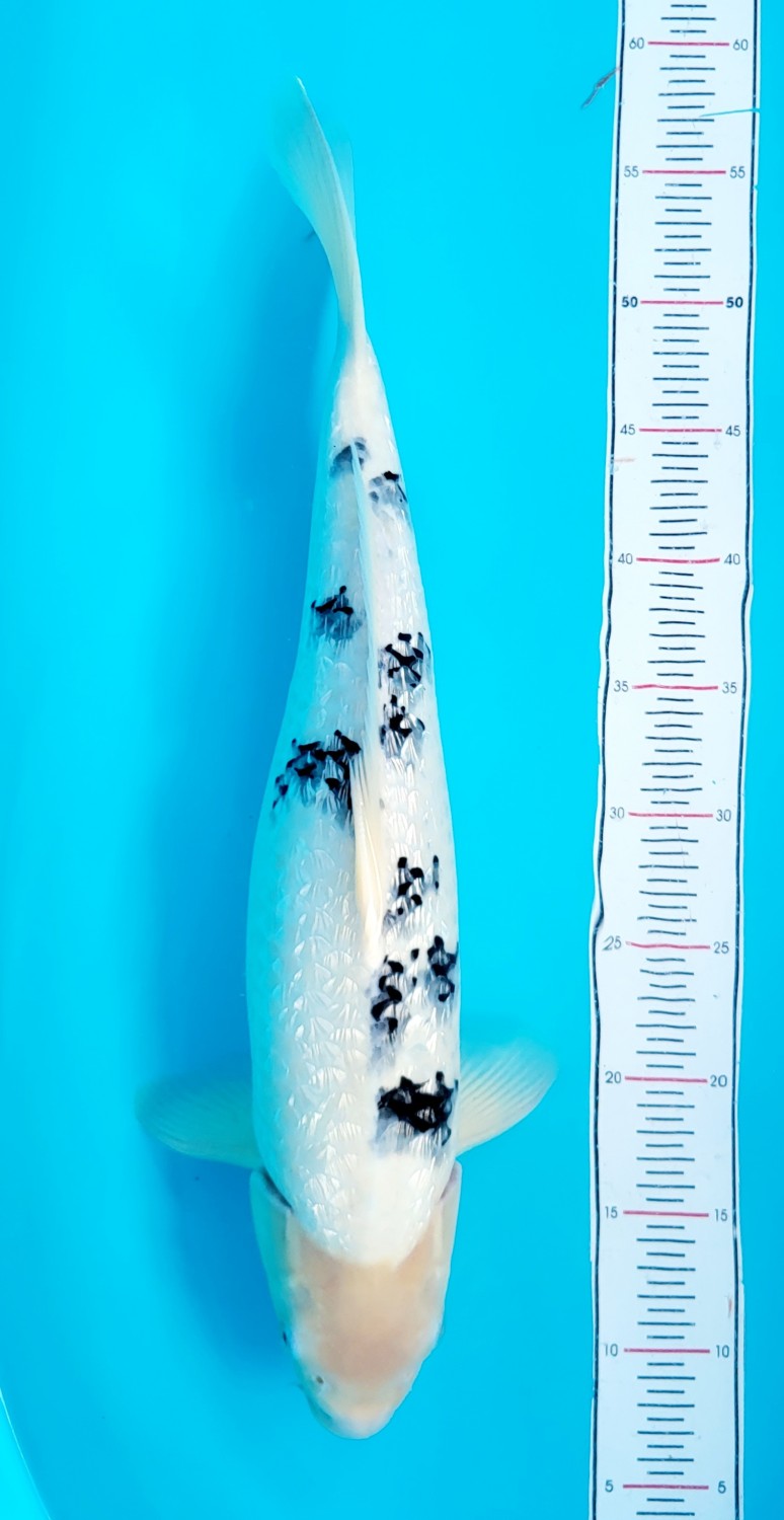 Juara 1