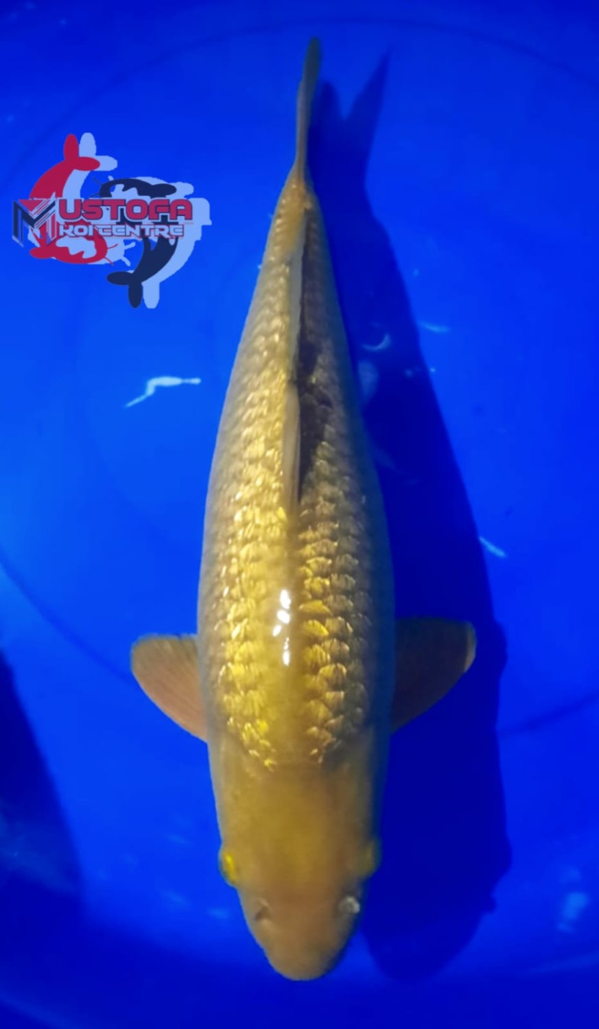 Juara 1