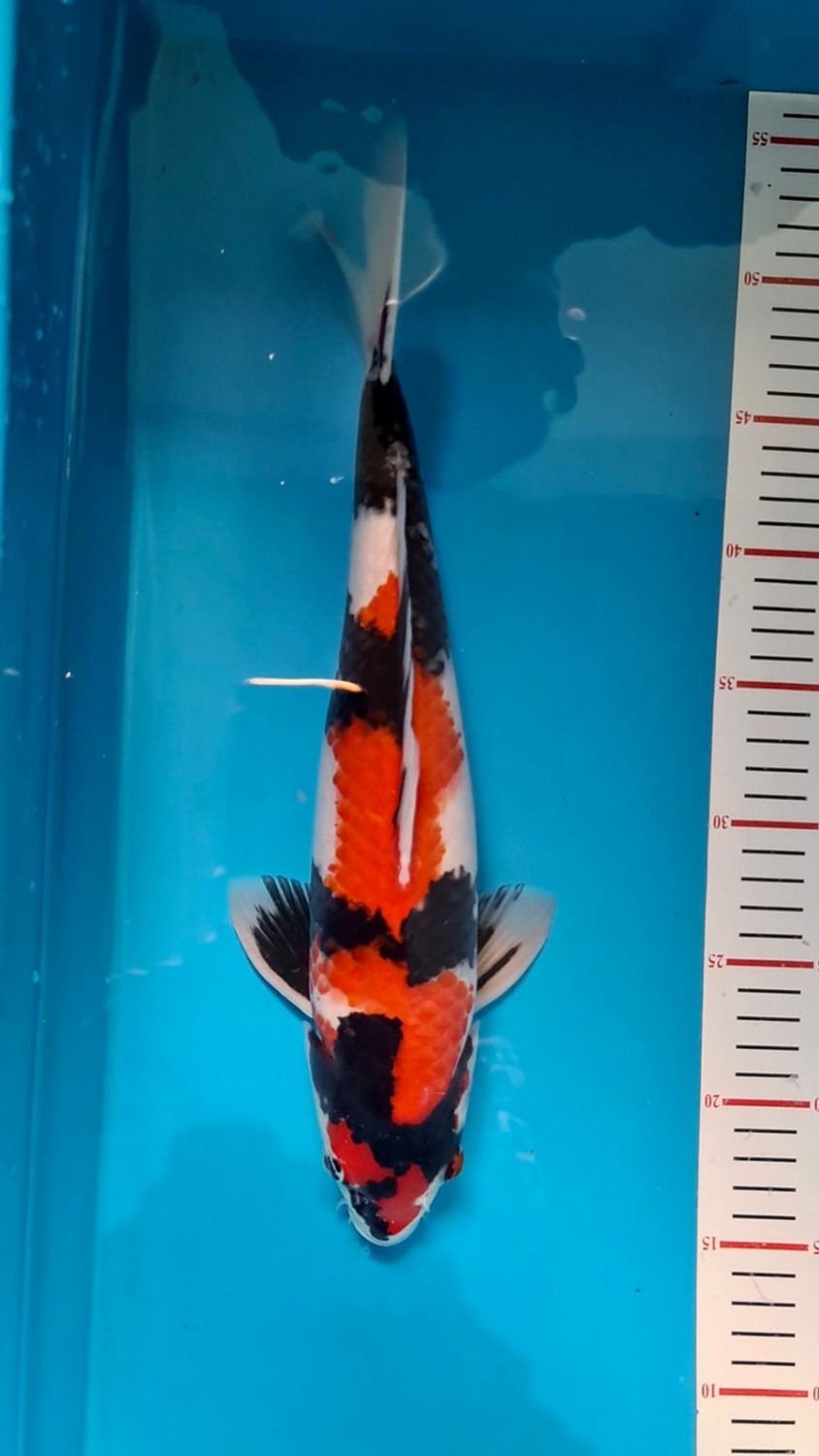 Juara 3
