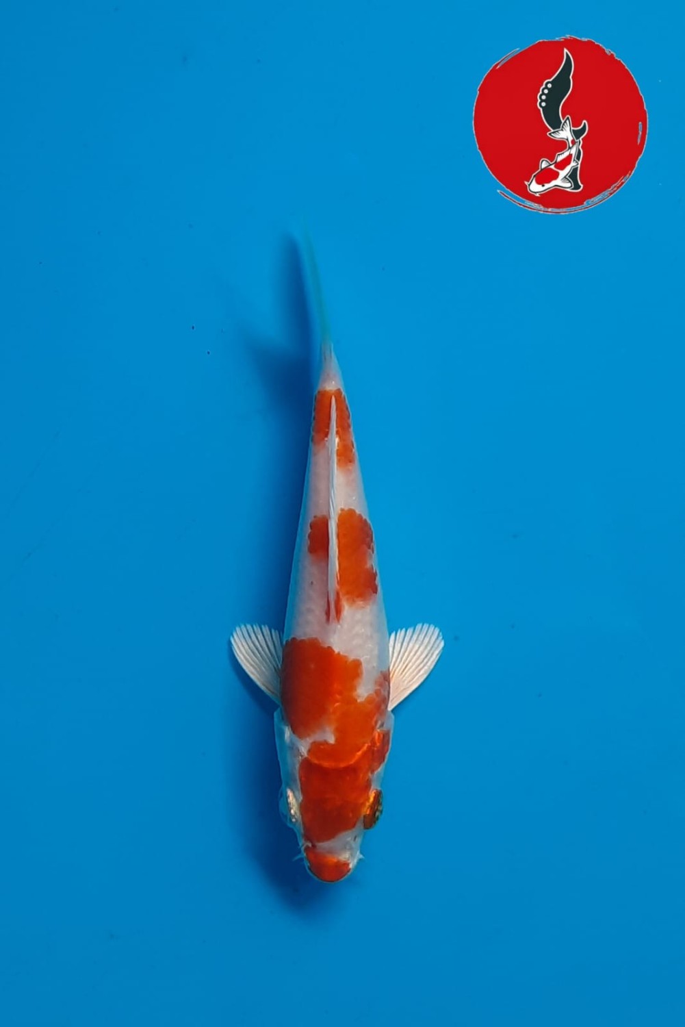 Juara 1