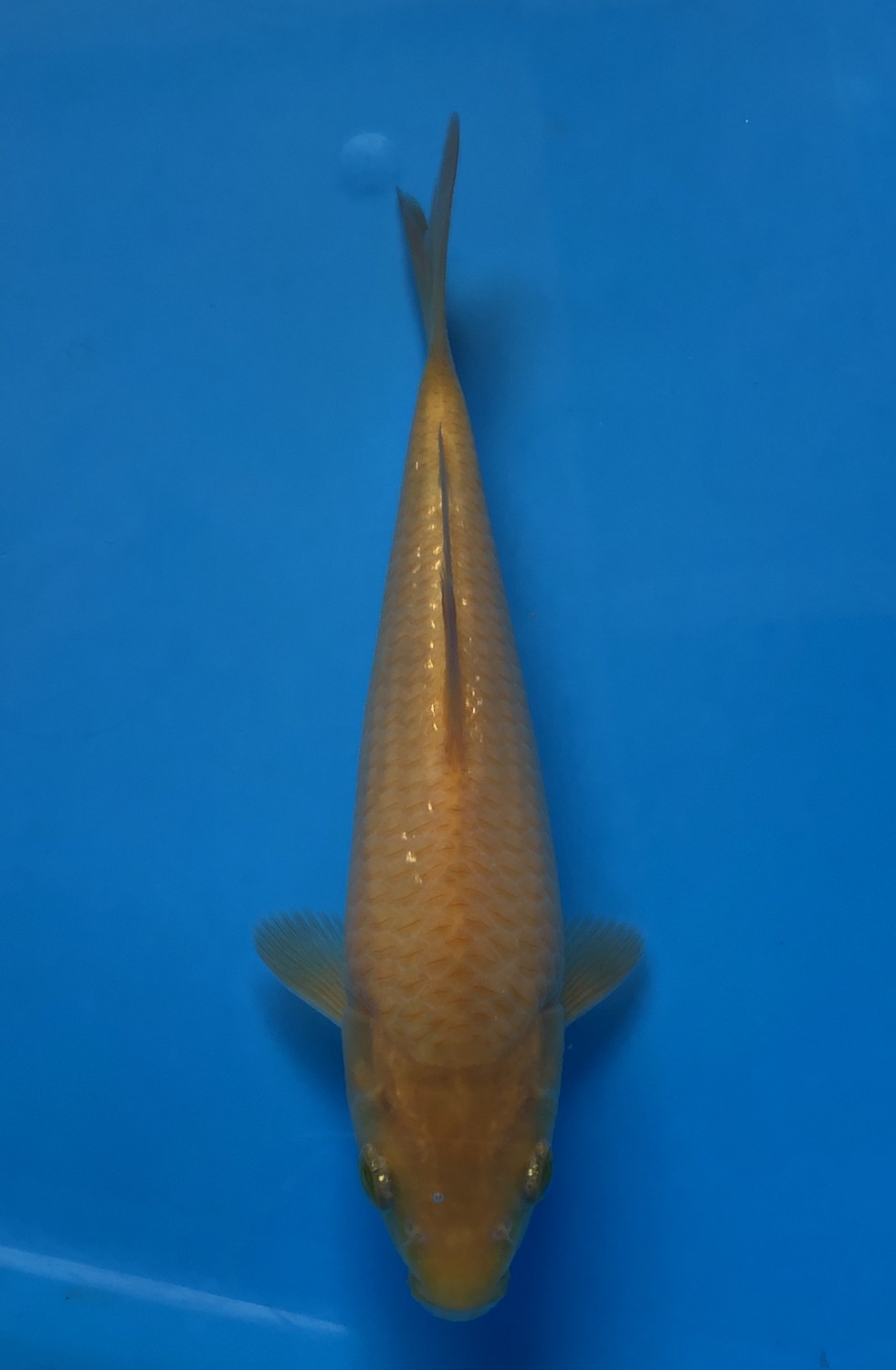 Juara 1
