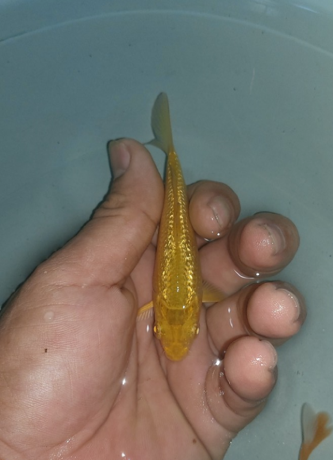 Juara 1