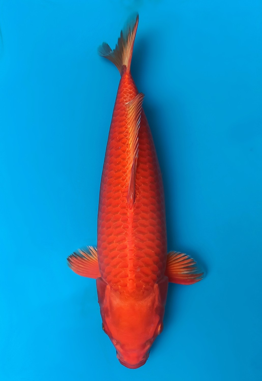 Juara 1