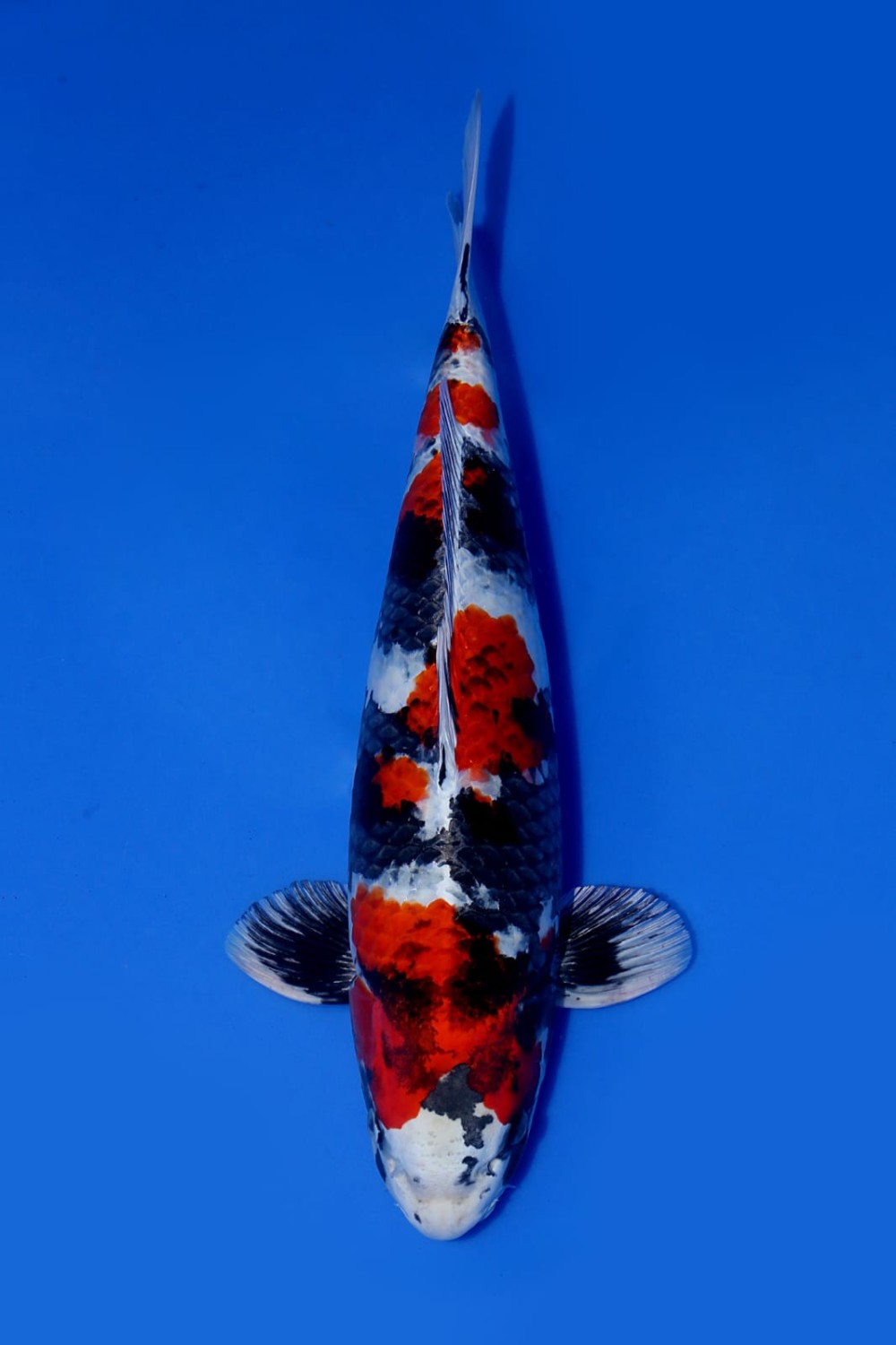 Best In Size D 51 - 55 cm