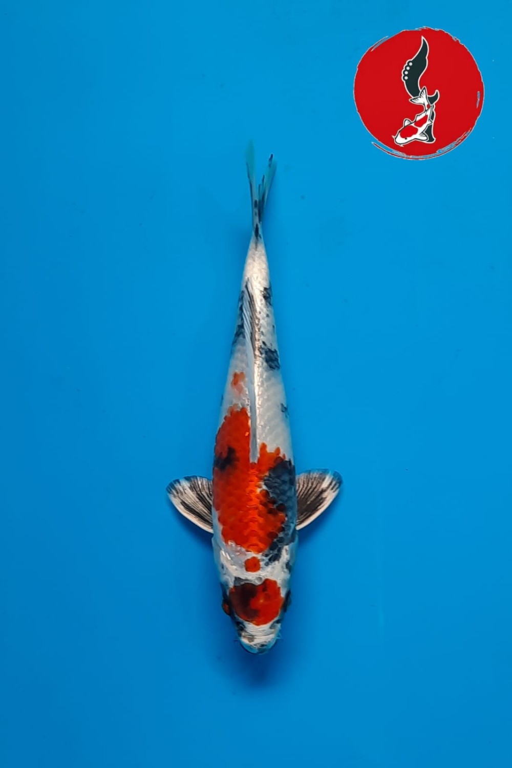 Juara 5