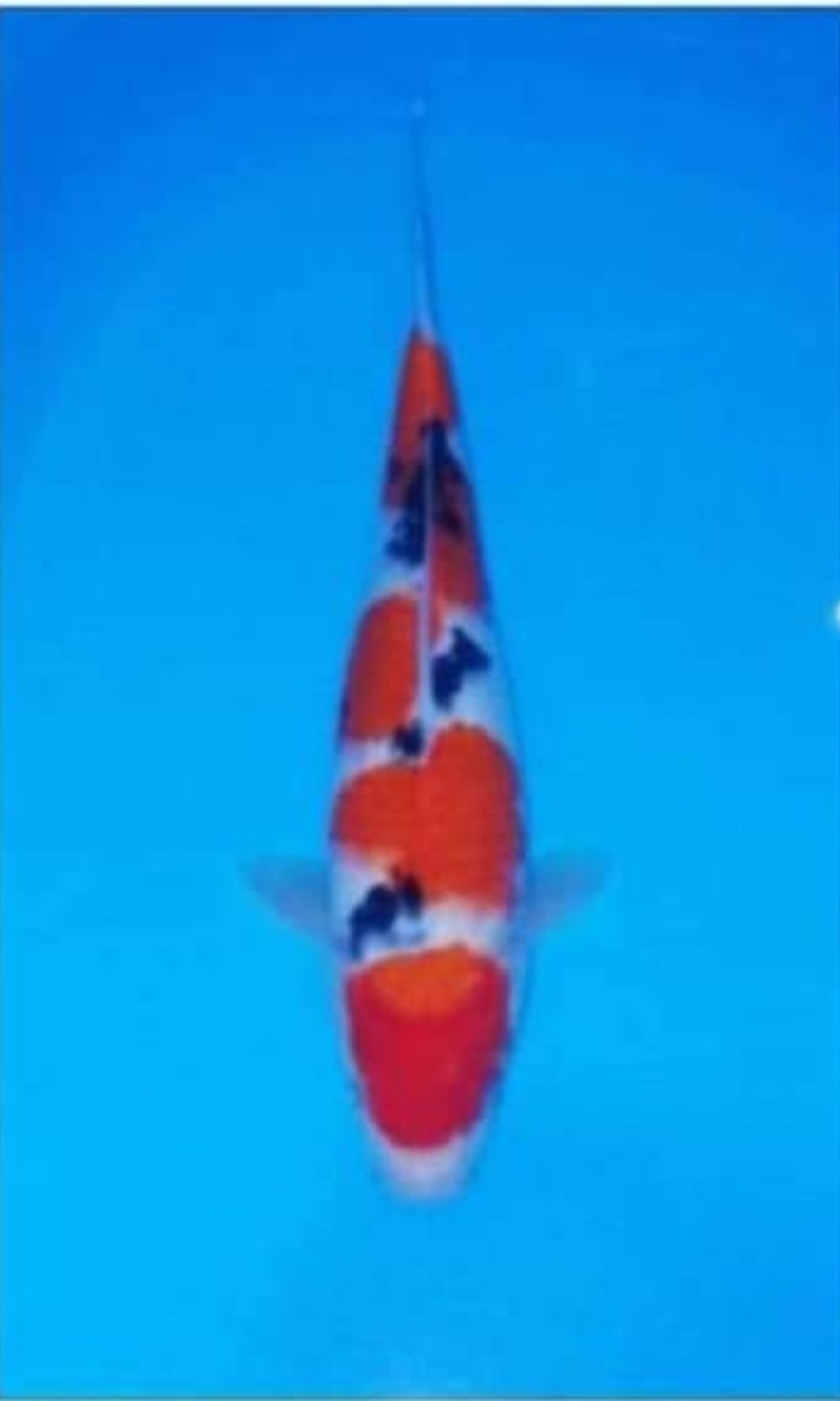 Juara 5