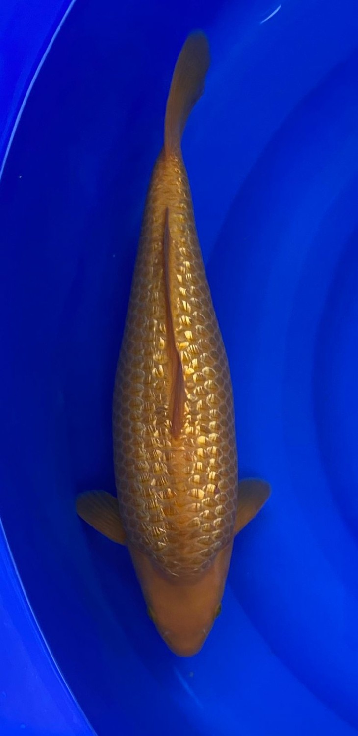 Juara 1